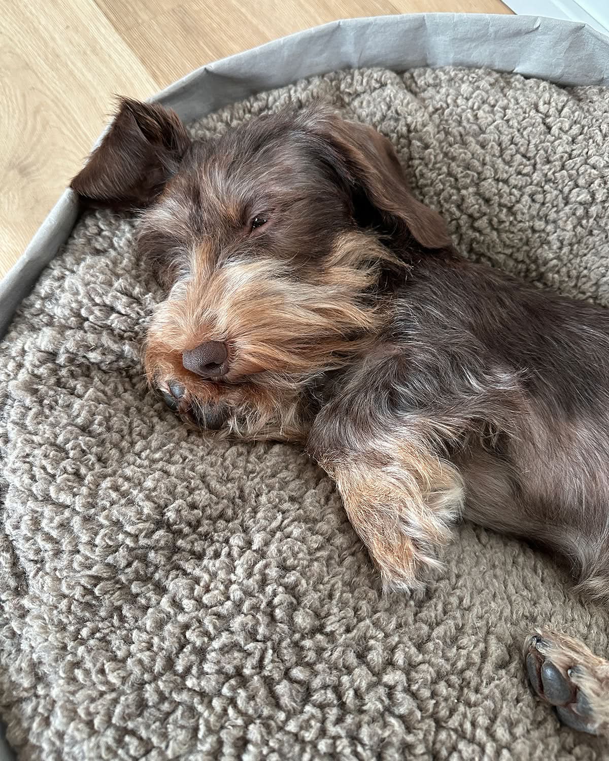 מיטת כלבים וחתולים