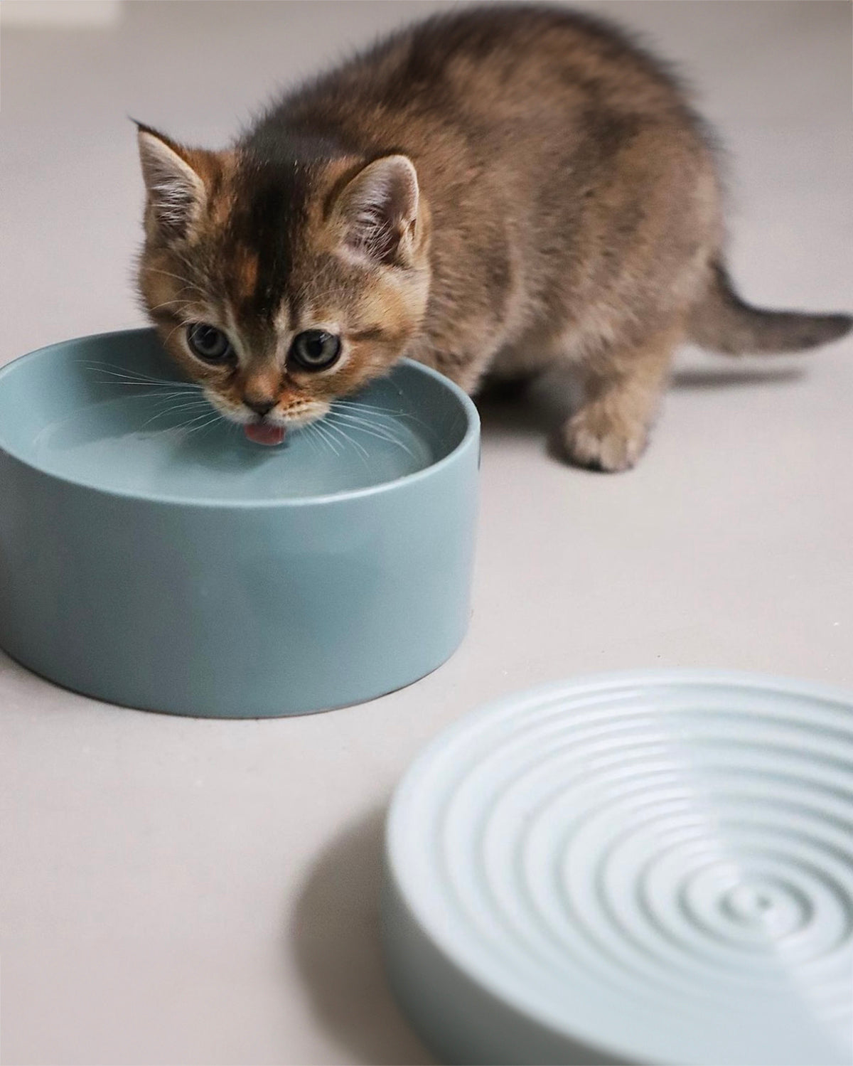 סט קערות חתול לפיאטו ופרסקו | סטקערות פורצלן לחתולים