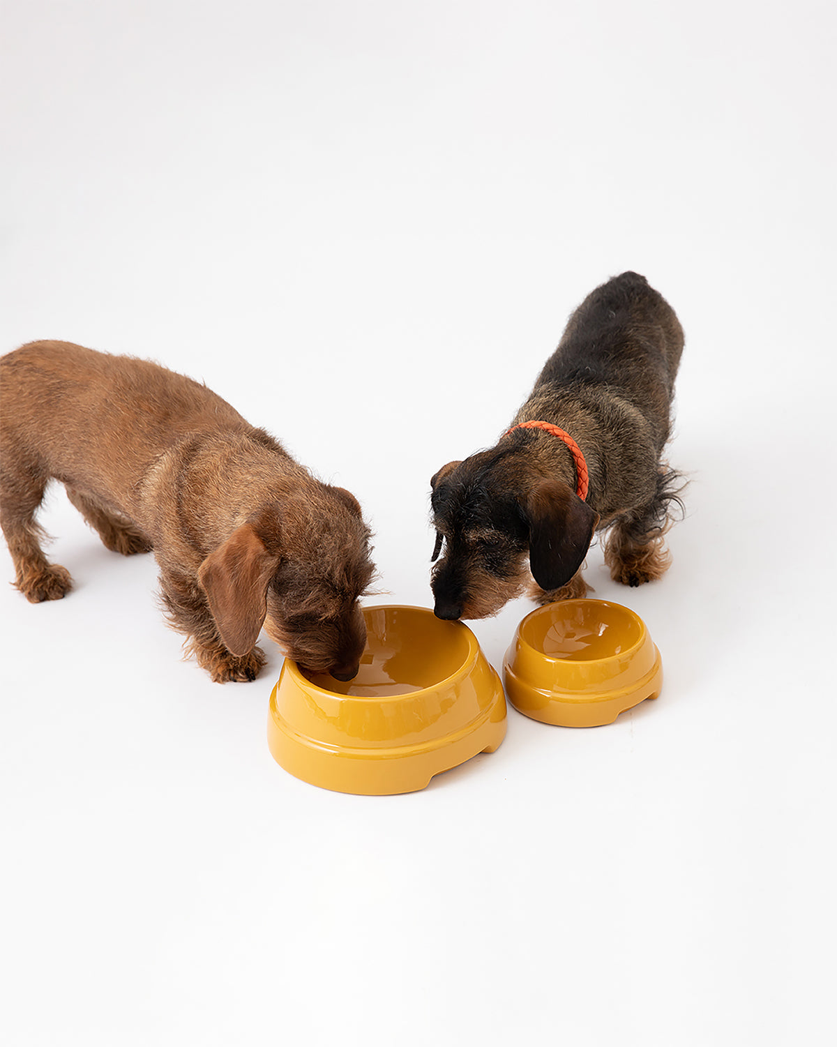 SEBASTIÃO CERAMIC DOG BOWLS |  קערת קרמיקה לכלב