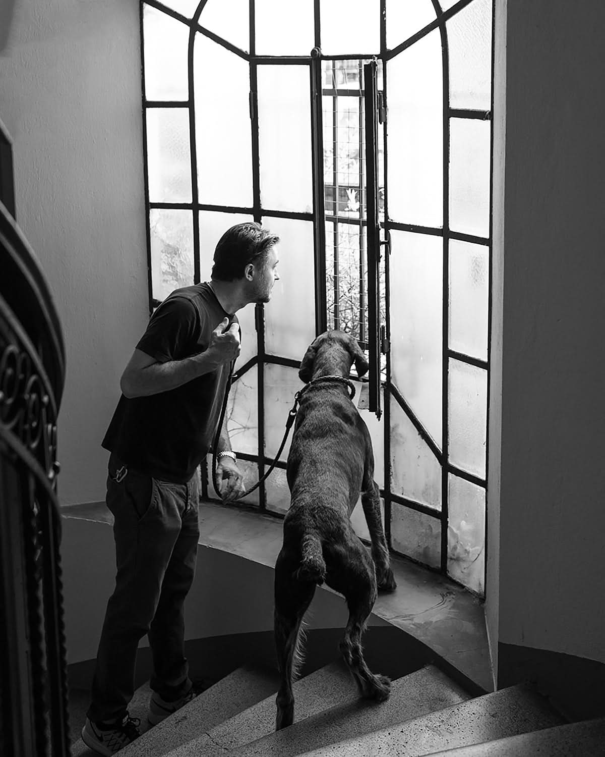 רצועת עור לכלב