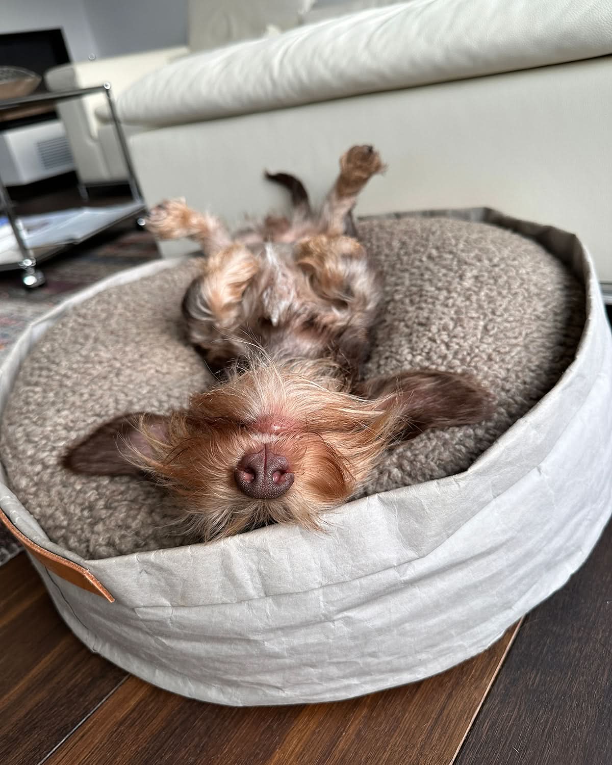 מיטת כלבים וחתולים