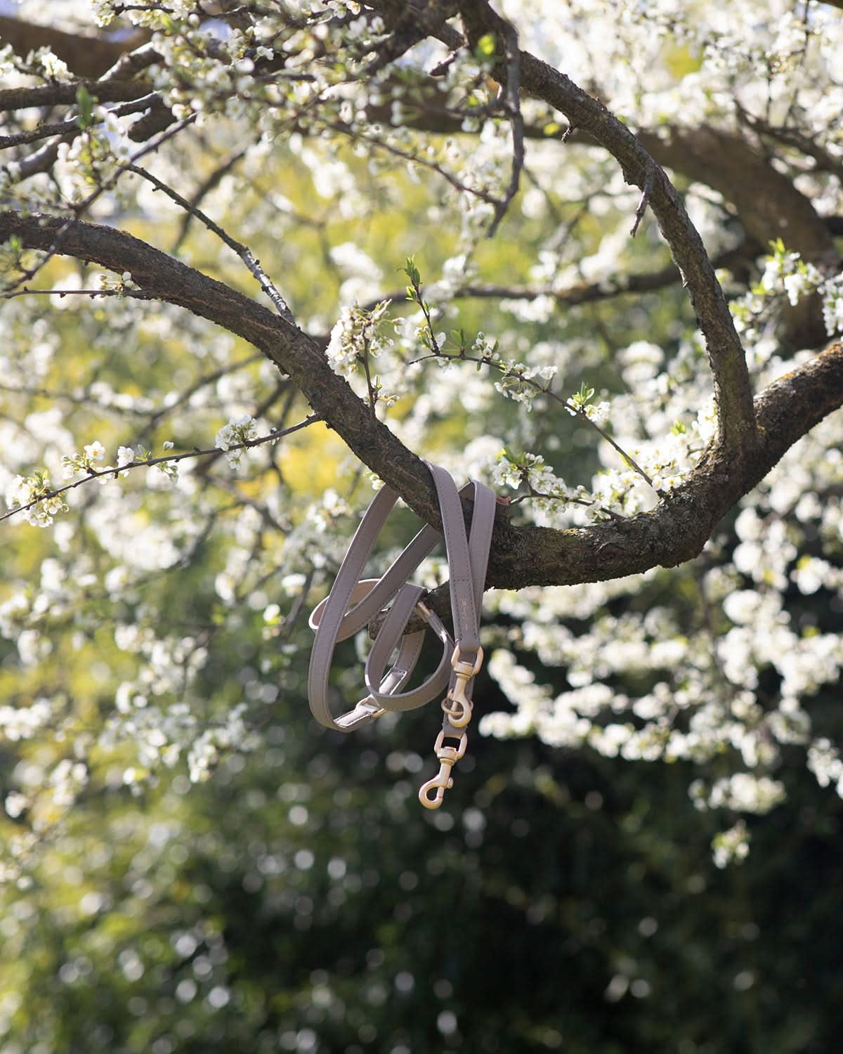 רצועת מתכווננת לכלב מעור נאפה איטלקי | MARIO ADJUSTABLE LEATHER LEASH