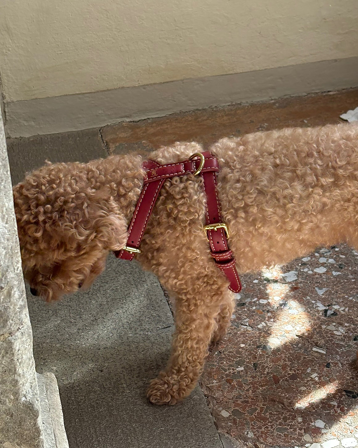 רתמה לכלב מעור נאפה איטלקי | GABRIELE DOG HARNESS