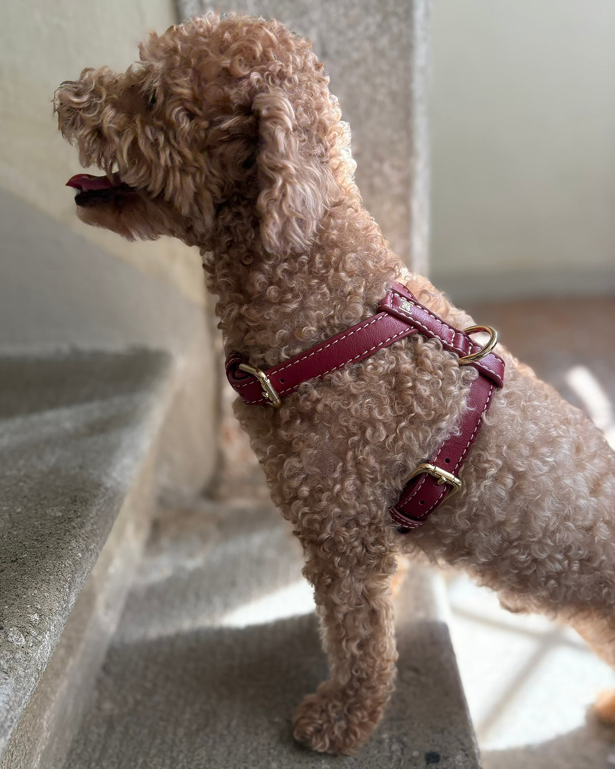 רתמה לכלב מעור נאפה איטלקי | GABRIELE DOG HARNESS