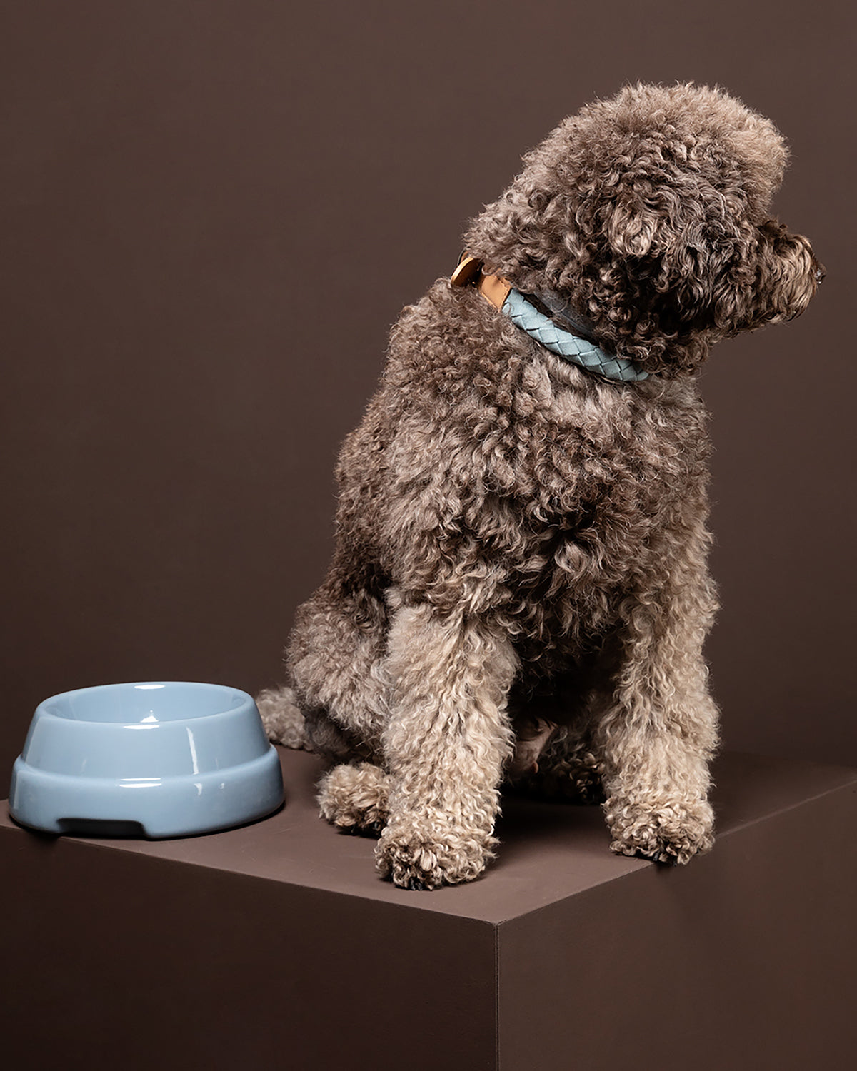 FERDINANDO MICROFIBRE COLLAR | קולר לכלב