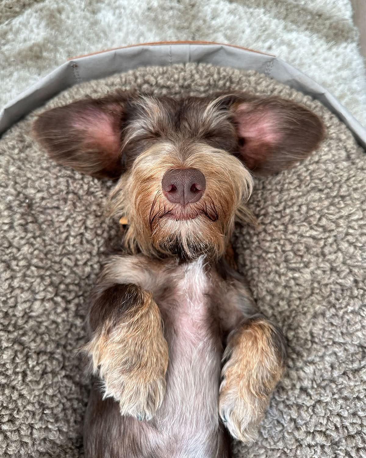 מיטת כלבים וחתולים