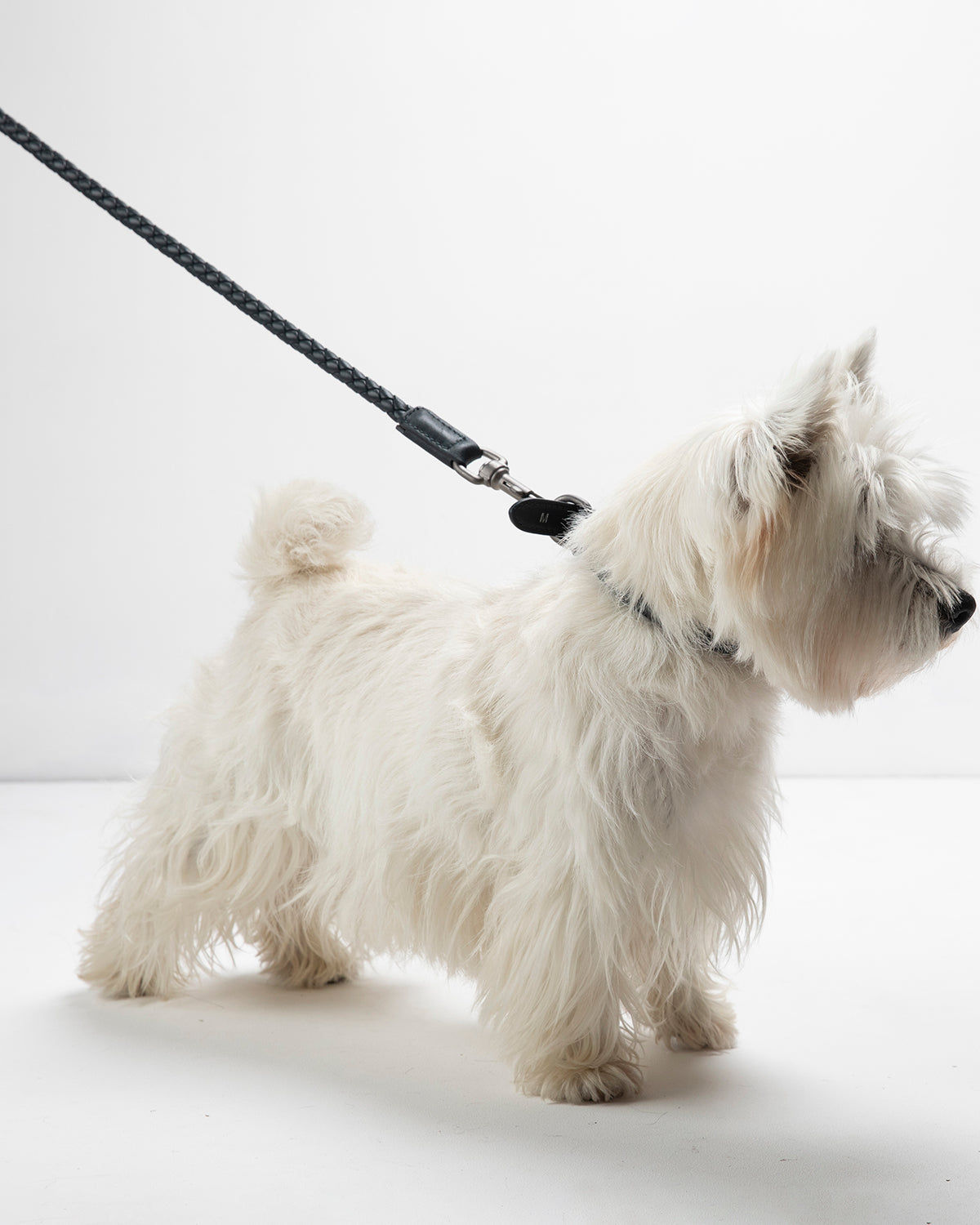 רצועת עור לכלב