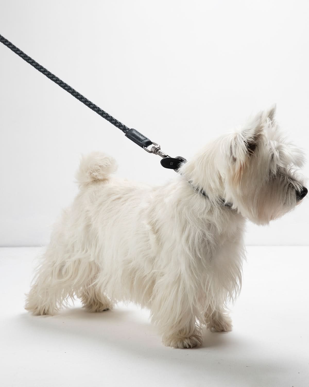 רצועת עור לכלב