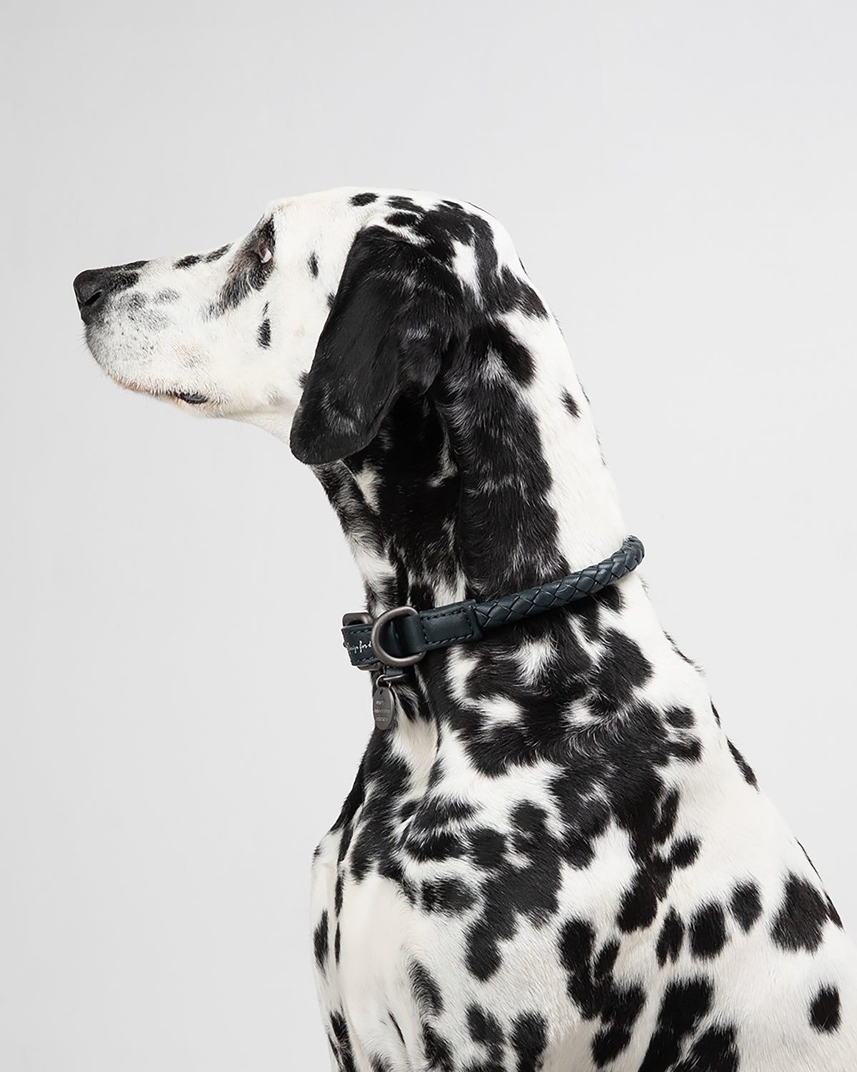 קולר עור לכלבים