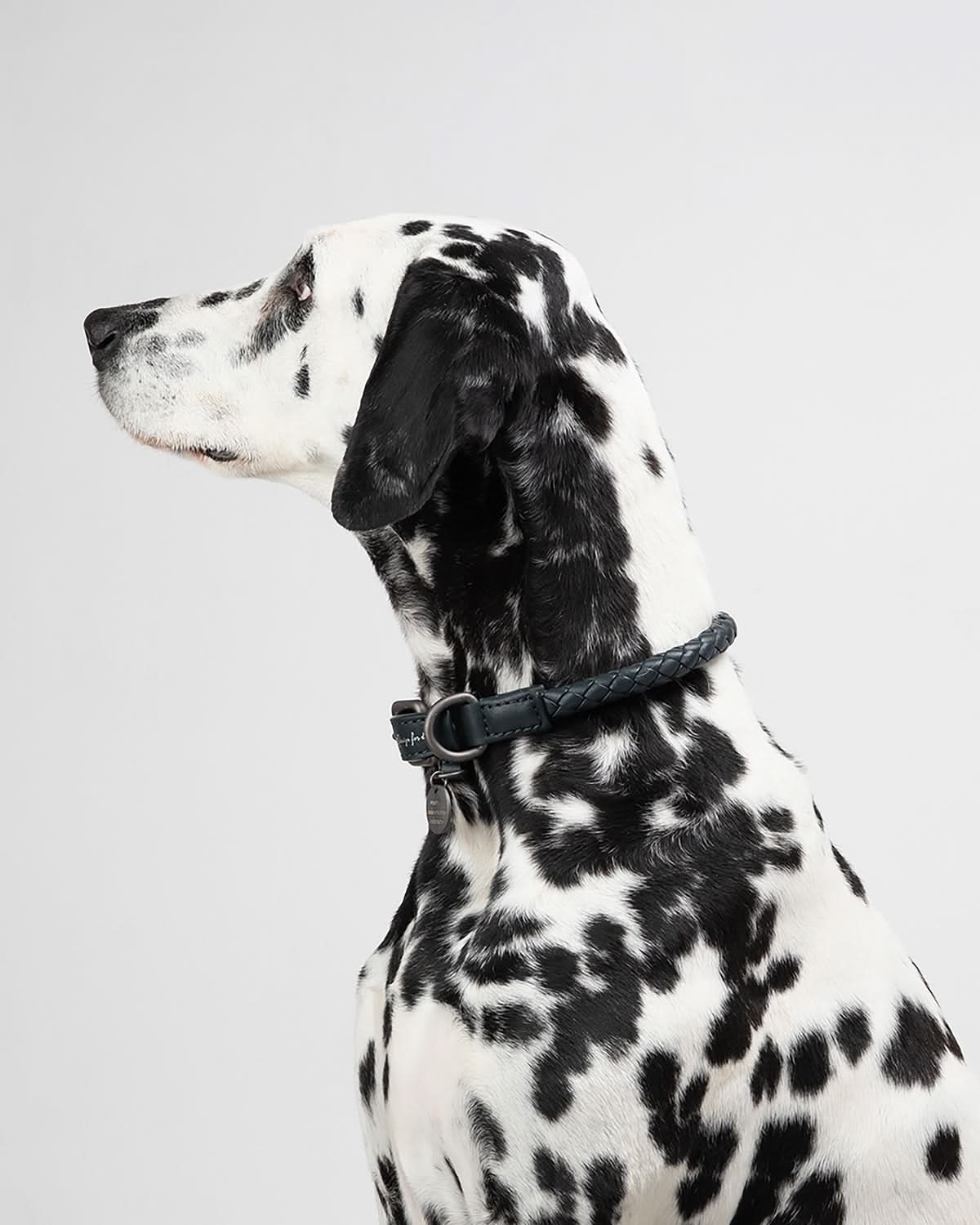 קולר עור לכלבים