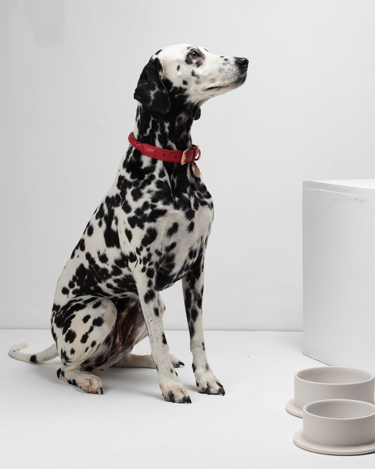 צווארון עור FERDINANDO | קולר עור נאפה לכלב