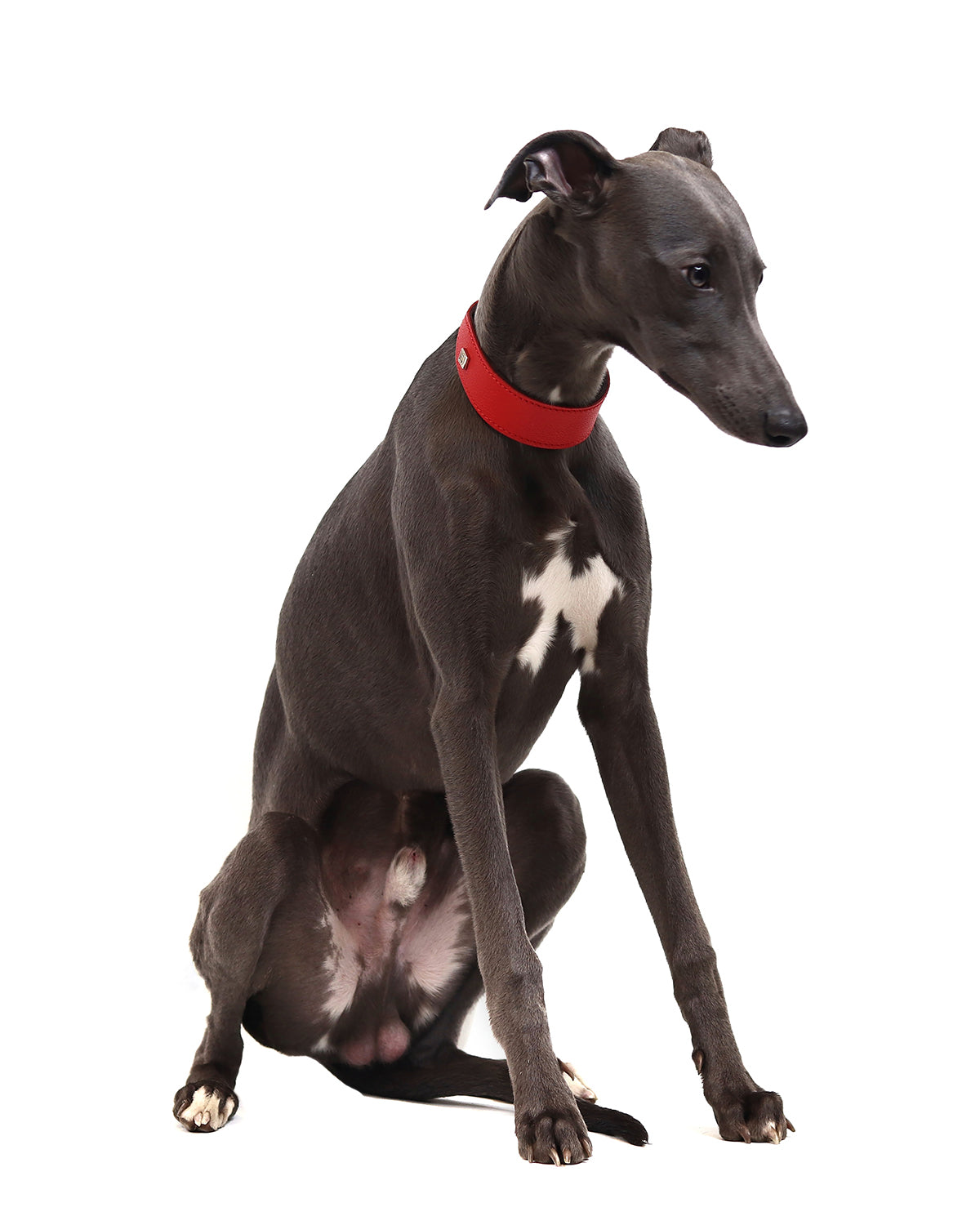 HOUND SOFT LEATHER COLLAR | קולר מעור לכלב