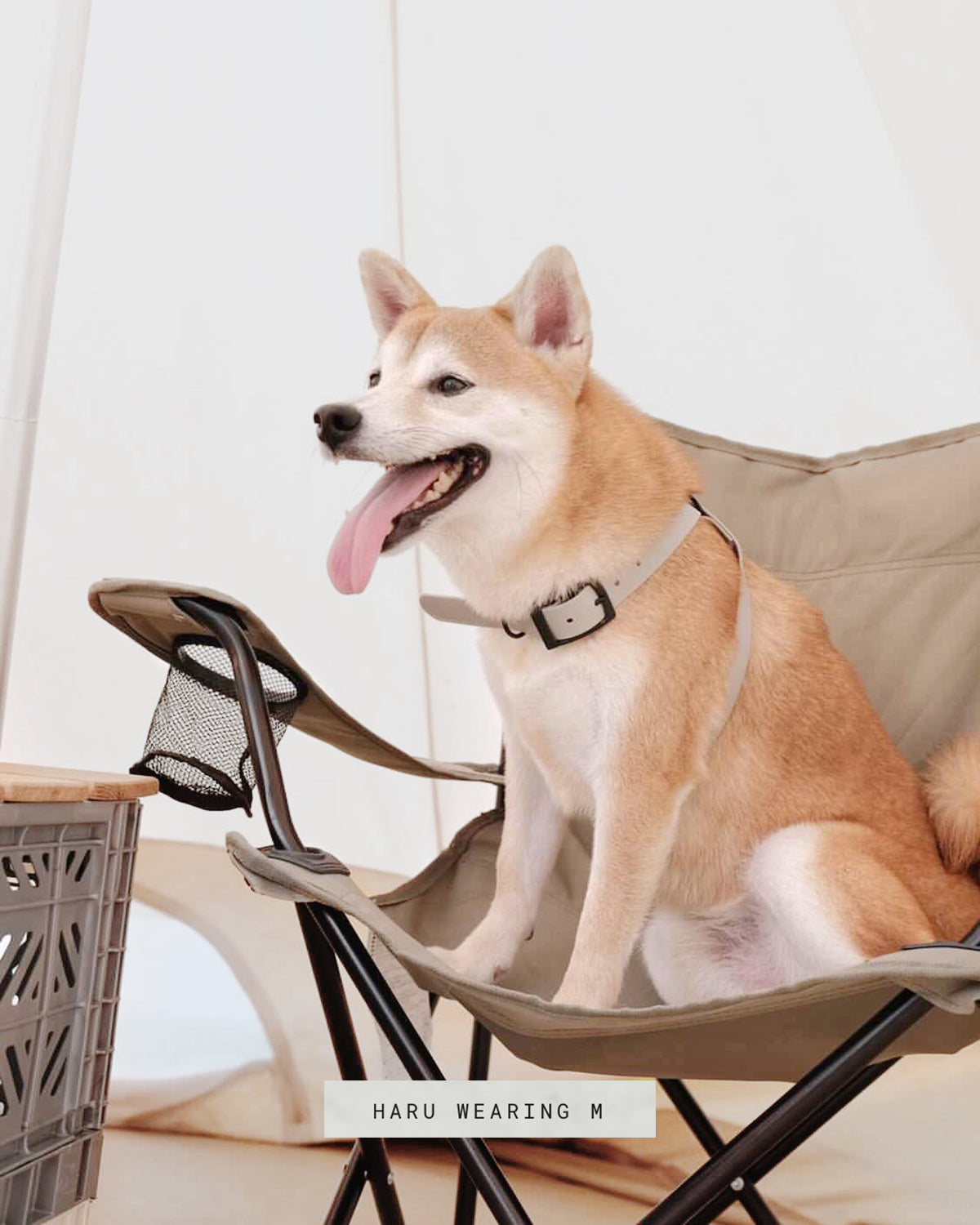 OTTO DOG HARNESS | רתמה לכלב