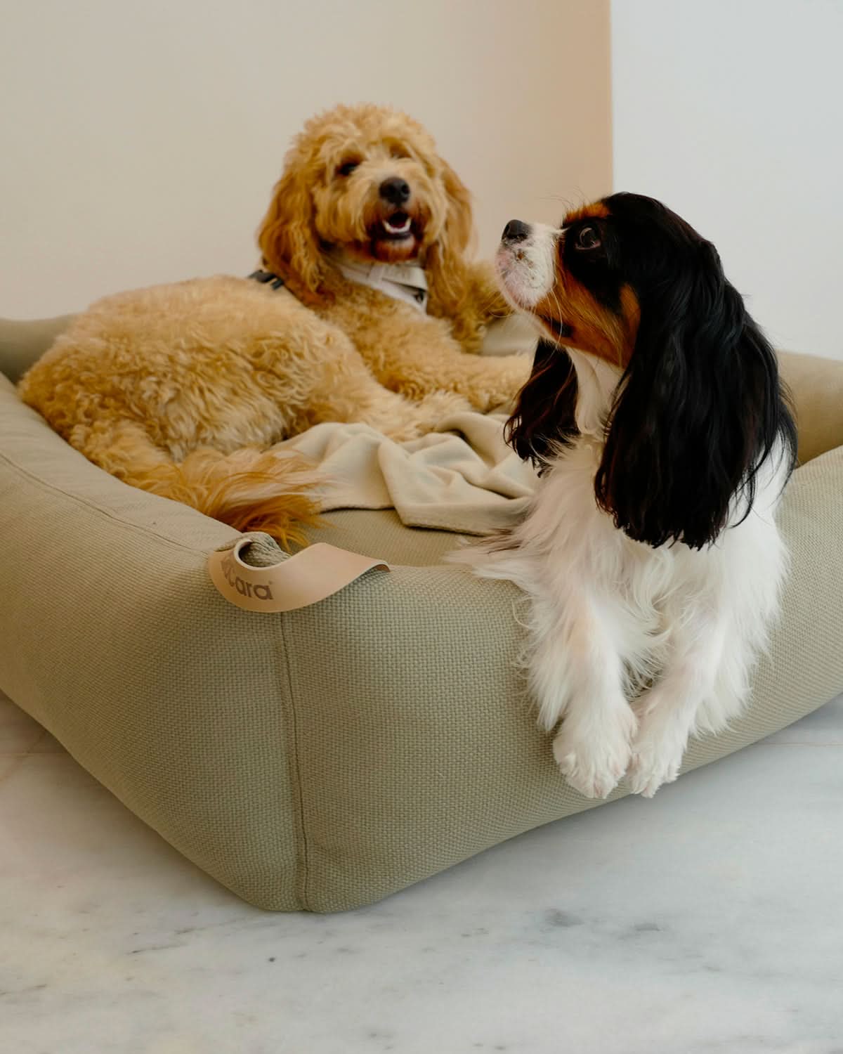 SONNO DOG BOX BED | מיטה אורתופדית לכלב