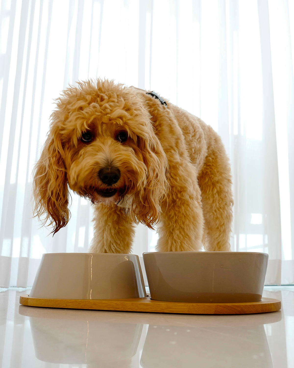DOPPIO DOG BOWLS SET | סט קערות לכלב