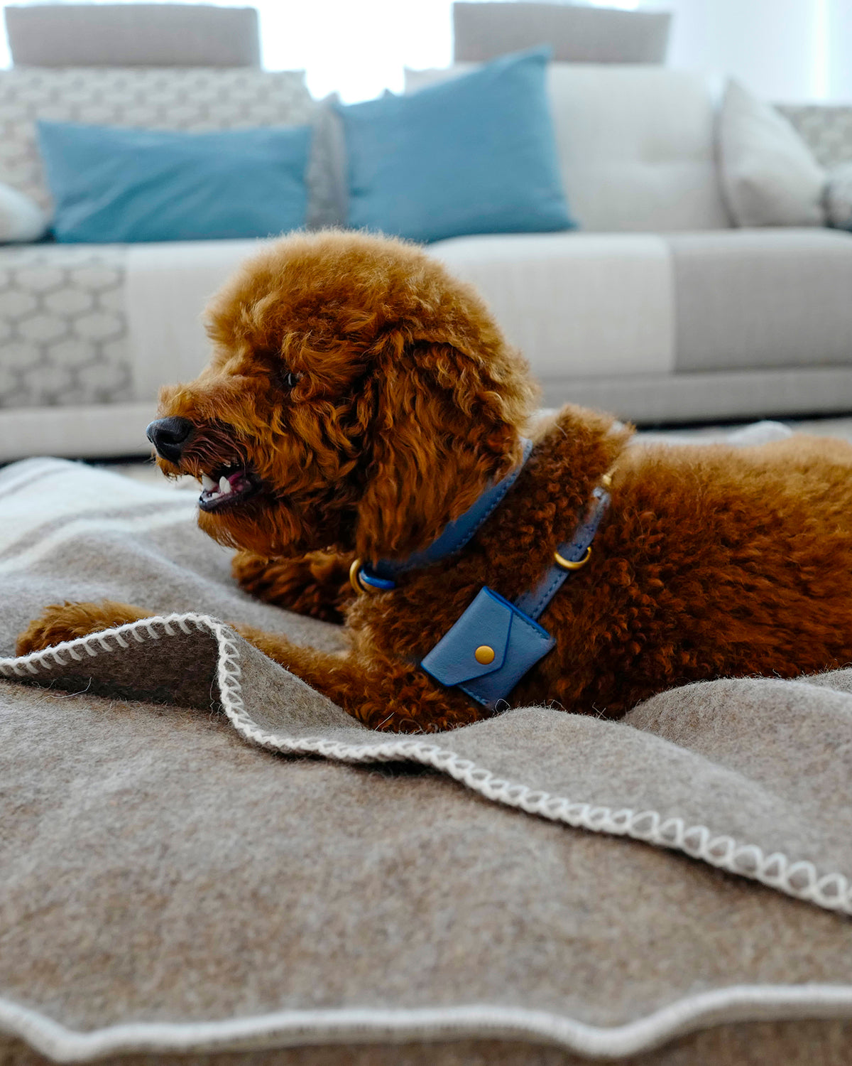 UGO AirTag® LEATHER HOLDER | קייס איירטאג לקולר ולרתמה לכלב