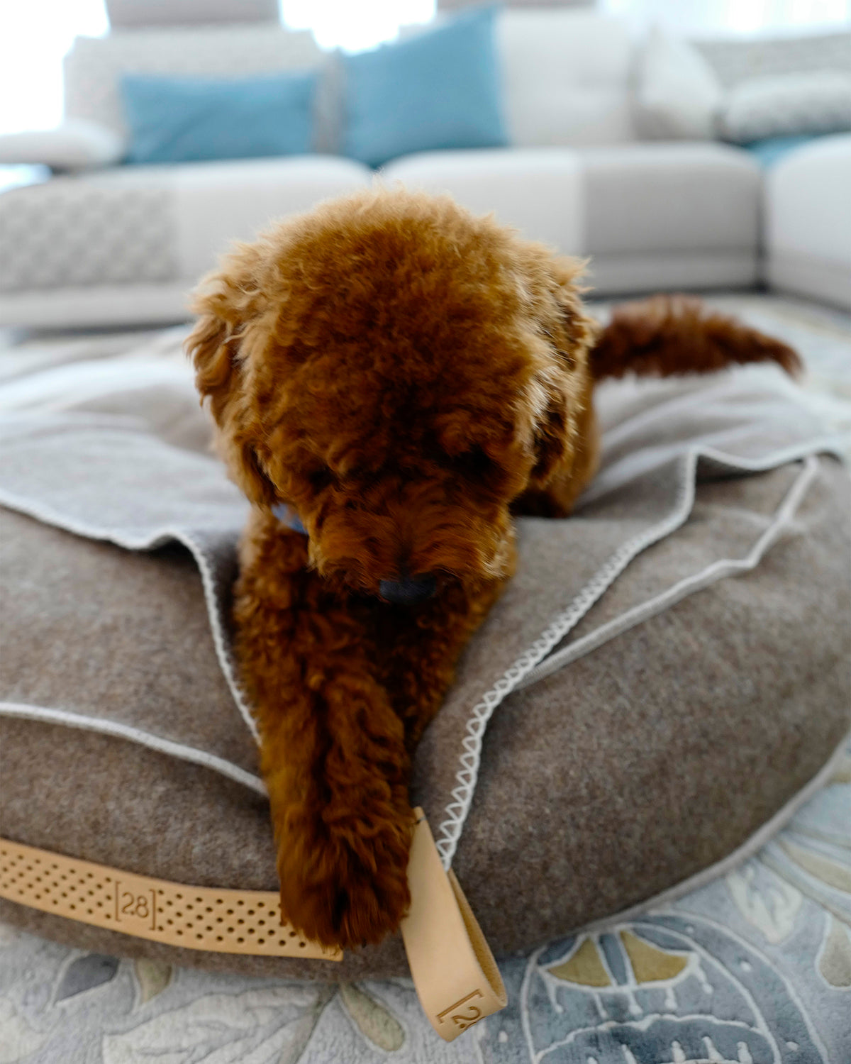 FULVIO RECYCLED WOOL | מיטת פוף לכלב