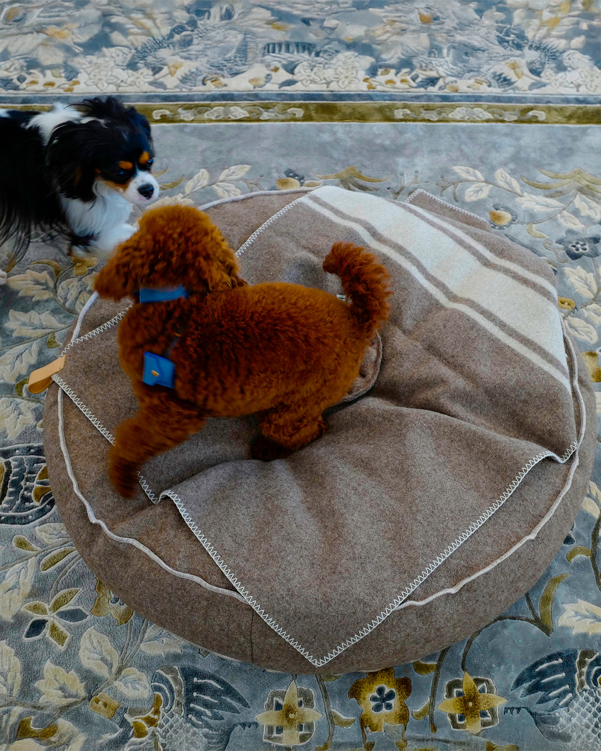 FULVIO RECYCLED WOOL | מיטת פוף לכלב