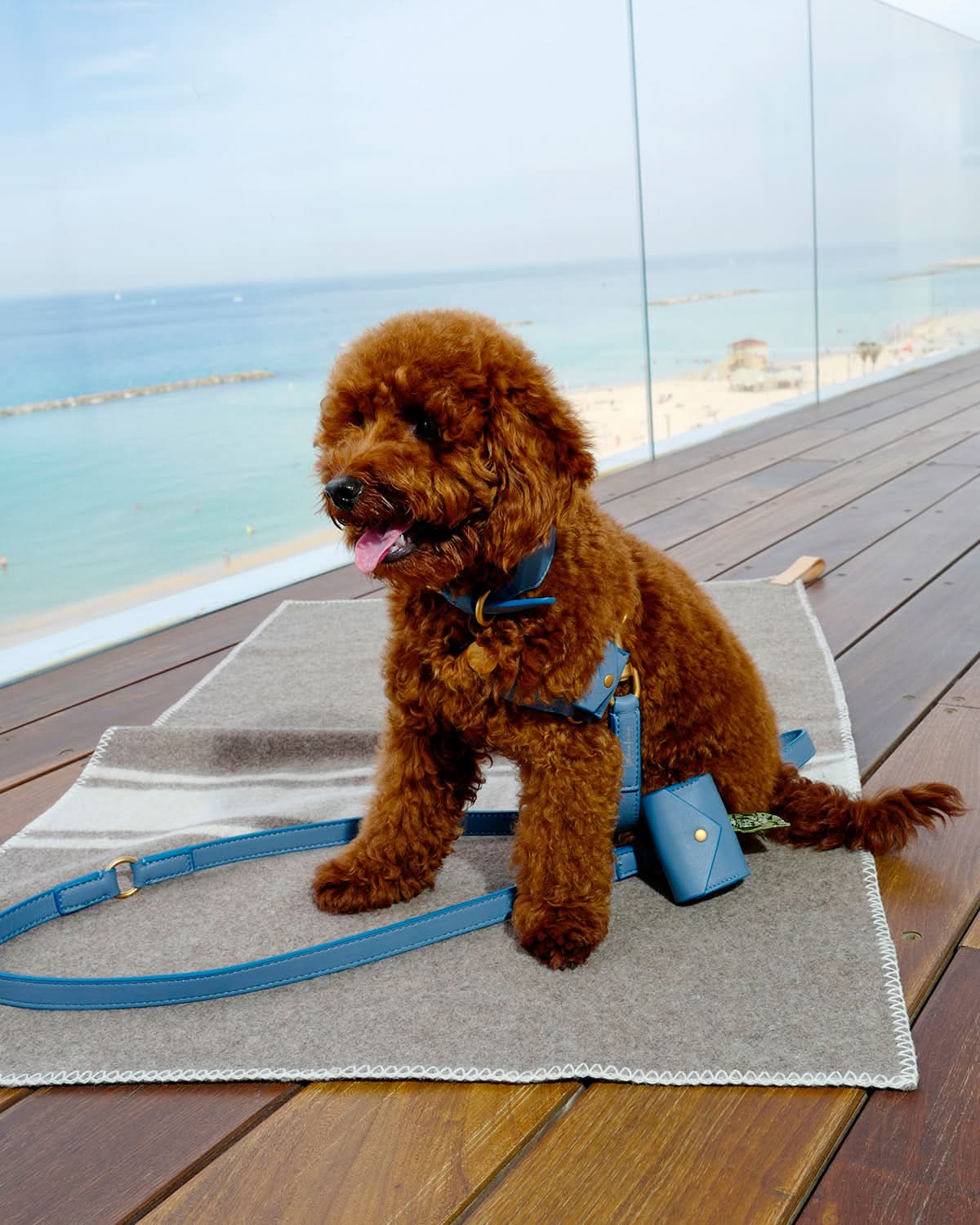 רצועת מתכווננת לכלב מעור נאפה איטלקי | MARIO ADJUSTABLE LEATHER LEASH