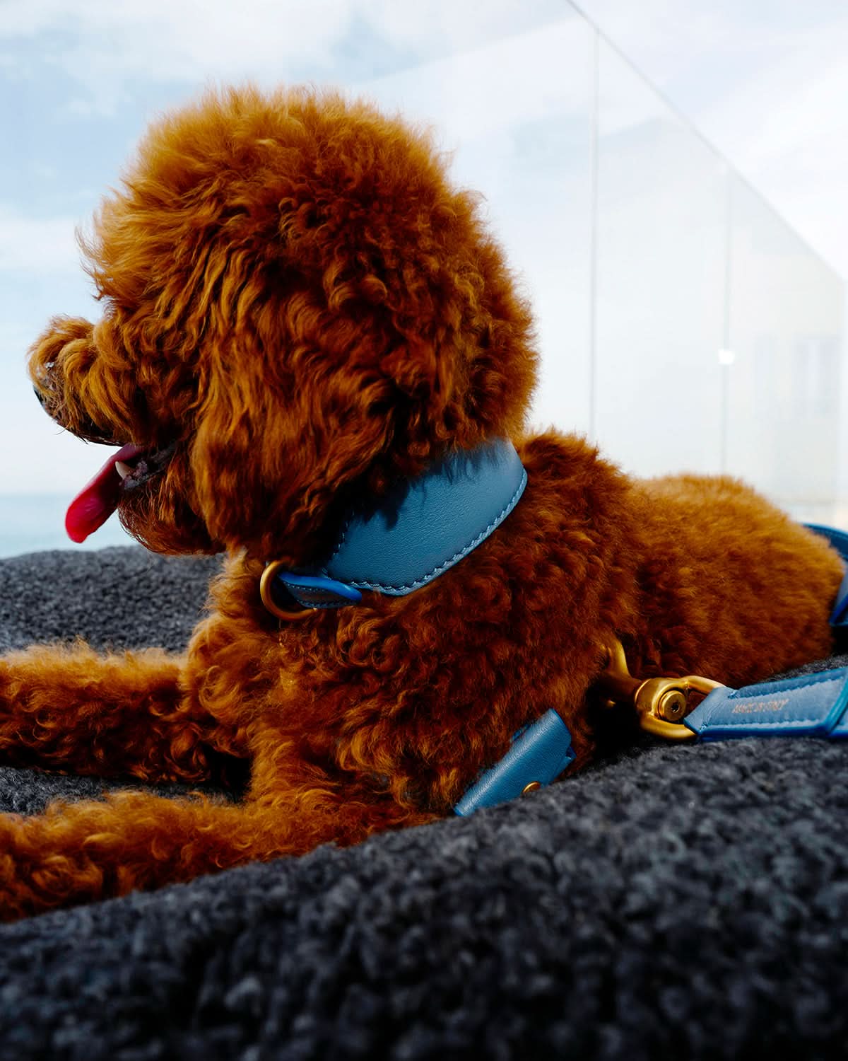 MARIO WIDE LEATHER COLLAR | קולר עור נאפה רחב לכלב