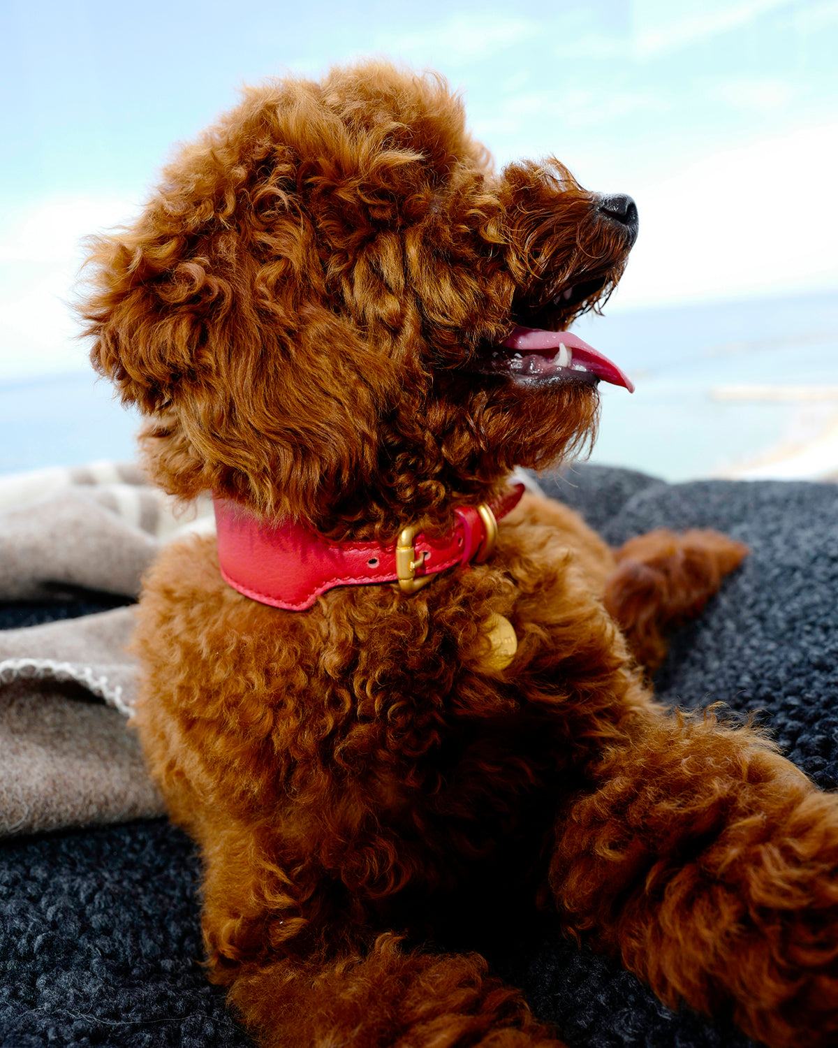 MARIO WIDE LEATHER COLLAR | קולר עור רחב לכלב