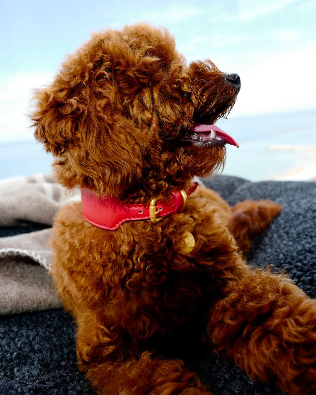 MARIO WIDE LEATHER COLLAR | קולר עור נאפה רחב לכלב