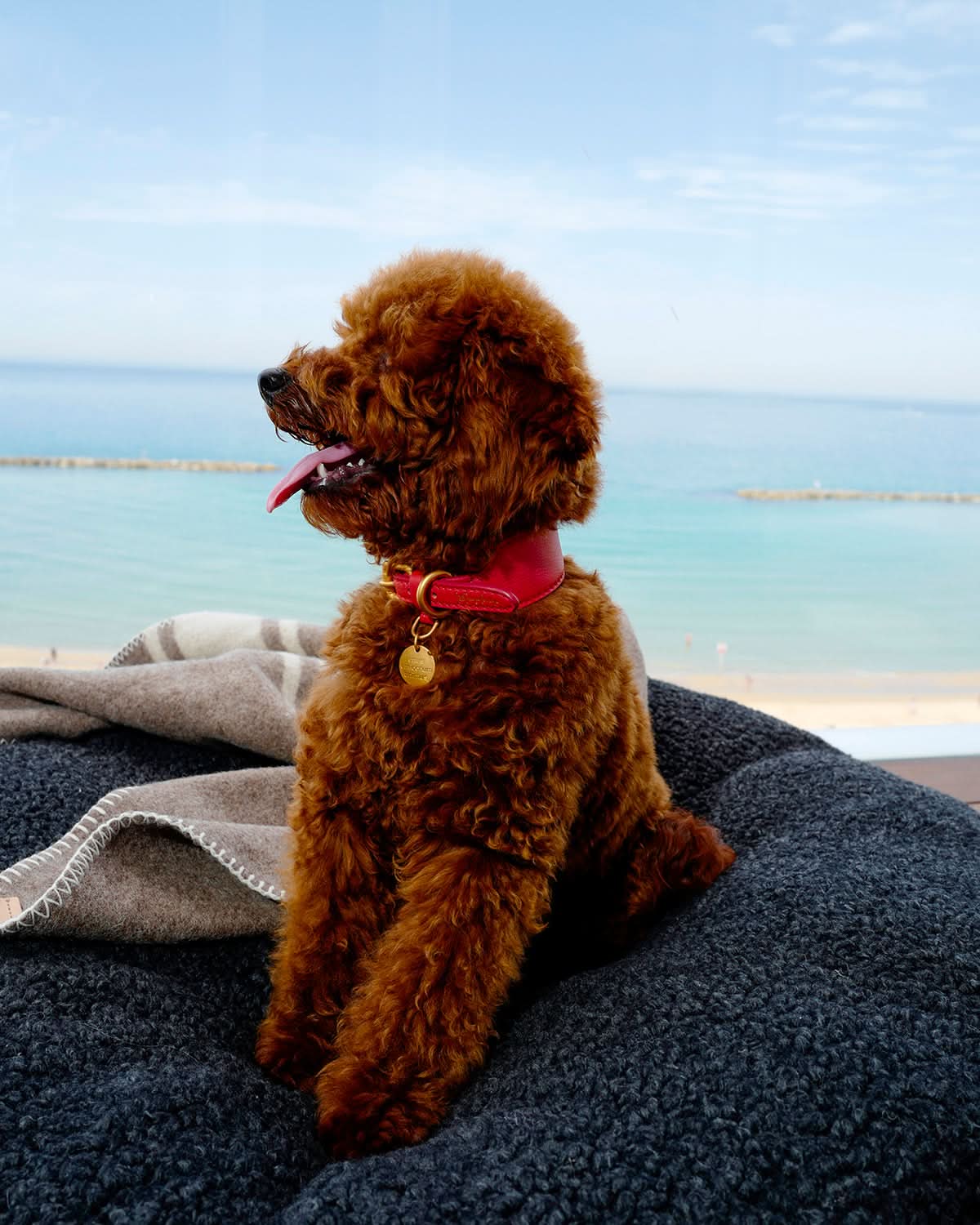 MARIO WIDE LEATHER COLLAR | קולר עור נאפה רחב לכלב