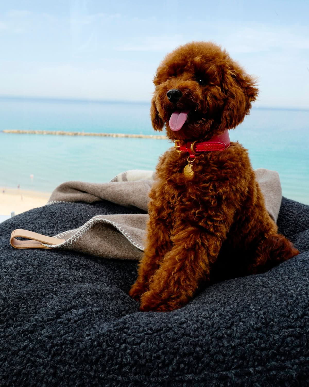 MARIO WIDE LEATHER COLLAR | קולר עור נאפה רחב לכלב