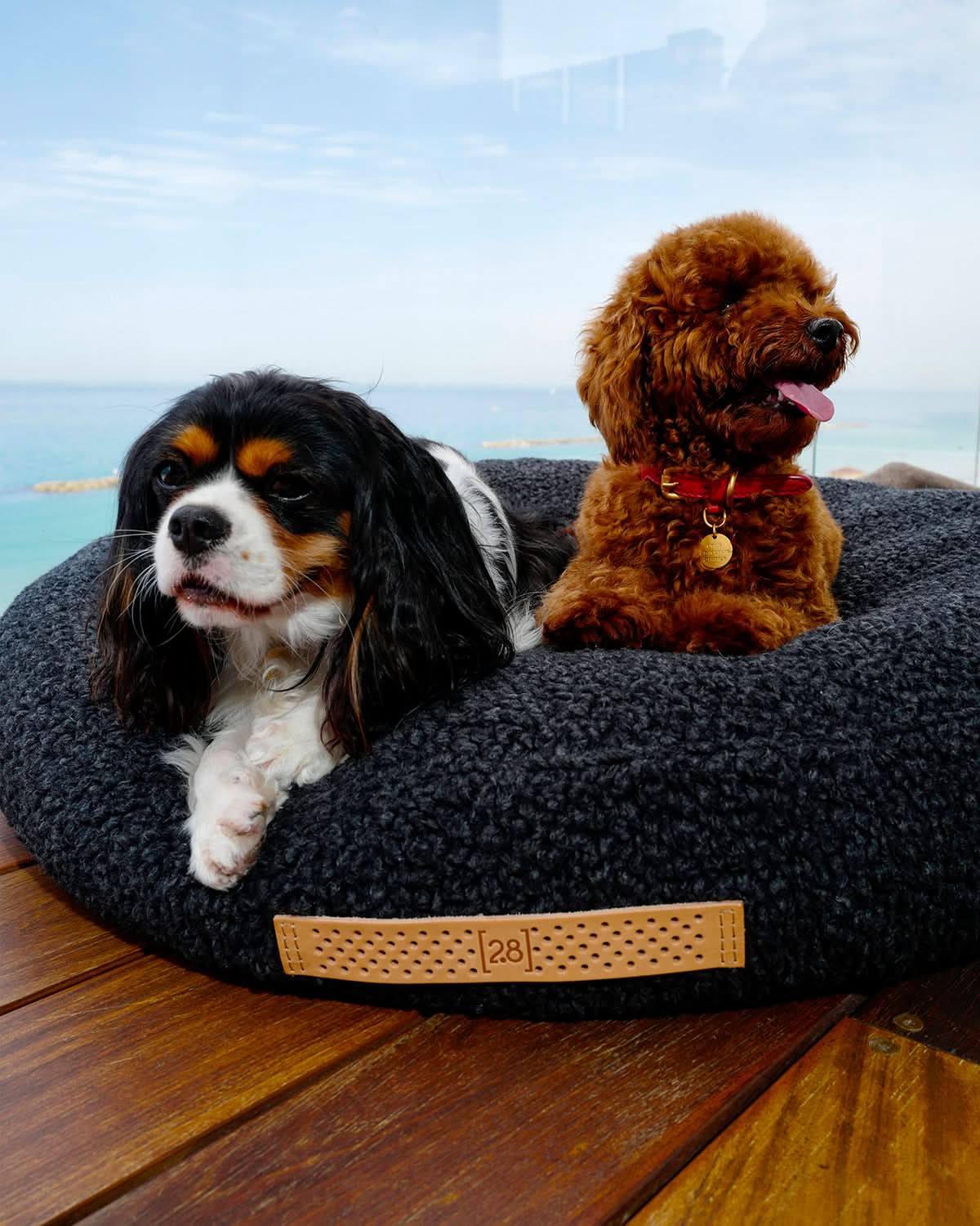 מיטת פוף לכלב