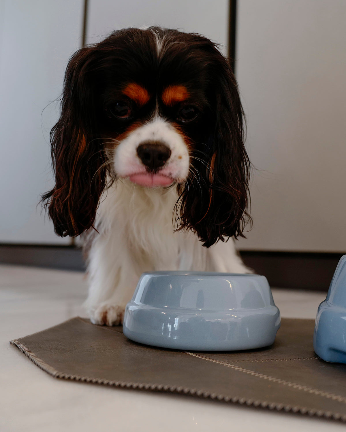 דייוויד טבעוני עור לכלב PLACEMAT | פלייסמט לקרות לכלבים