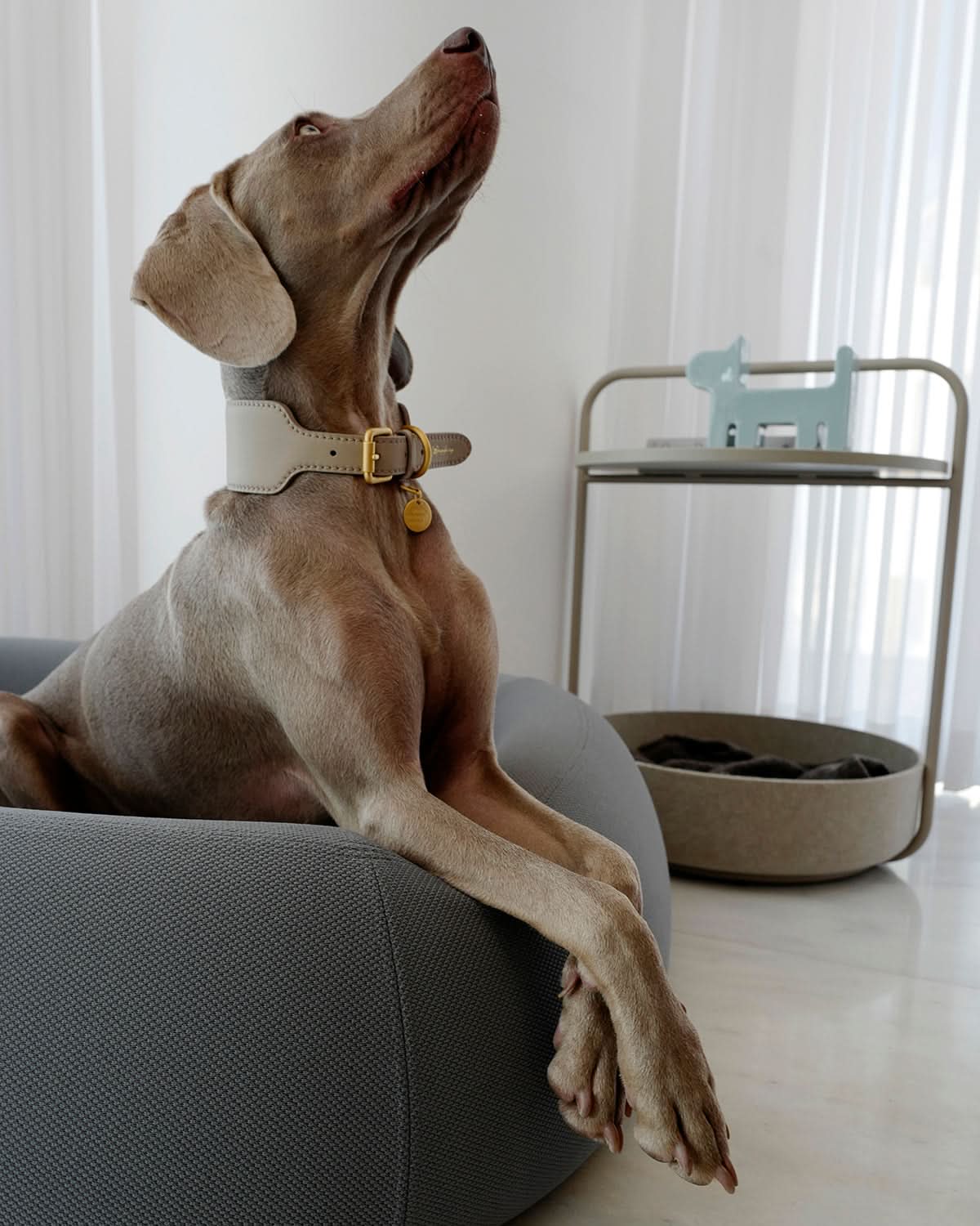מיטה אורתופדית לכלב | BARCA ORTHOPEDIC DOG BED