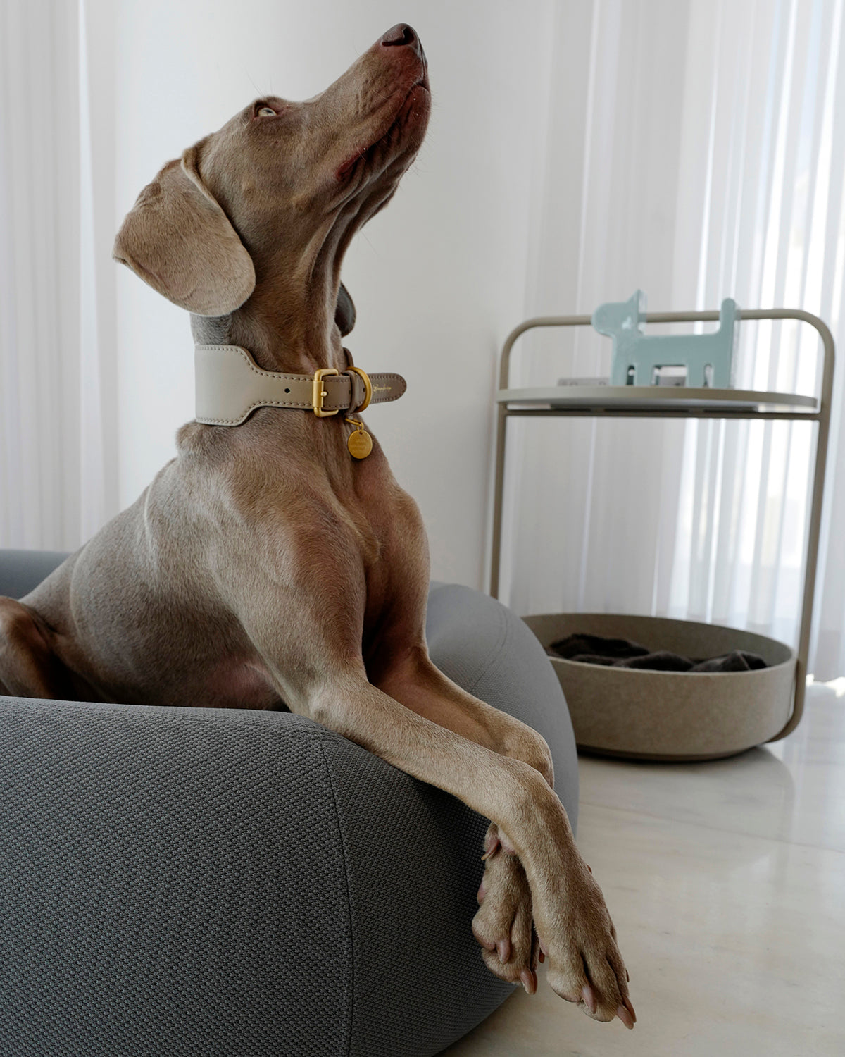 MARIO WIDE LEATHER COLLAR | קולר עור רחב לכלב