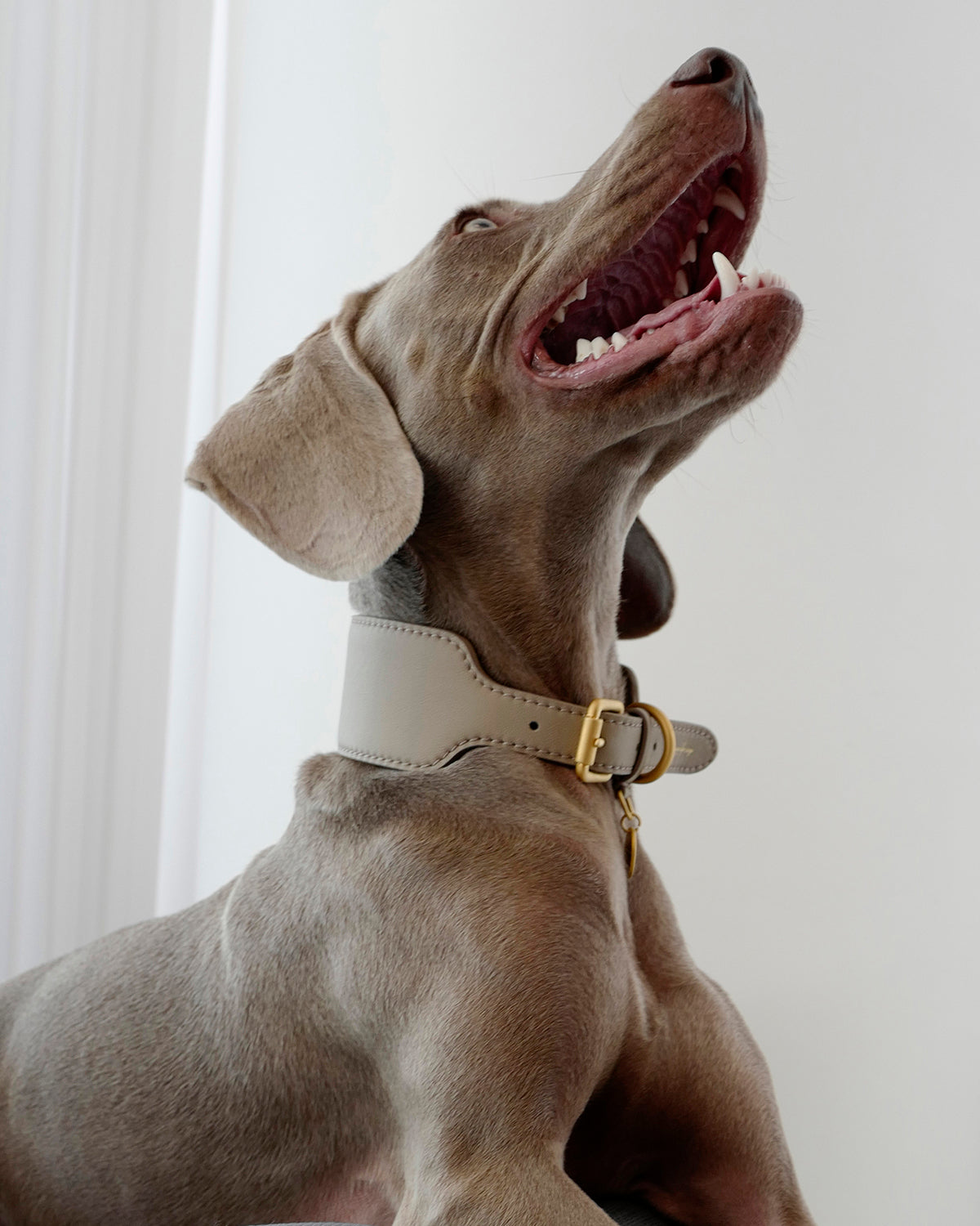 MARIO WIDE LEATHER COLLAR | קולר עור רחב לכלב