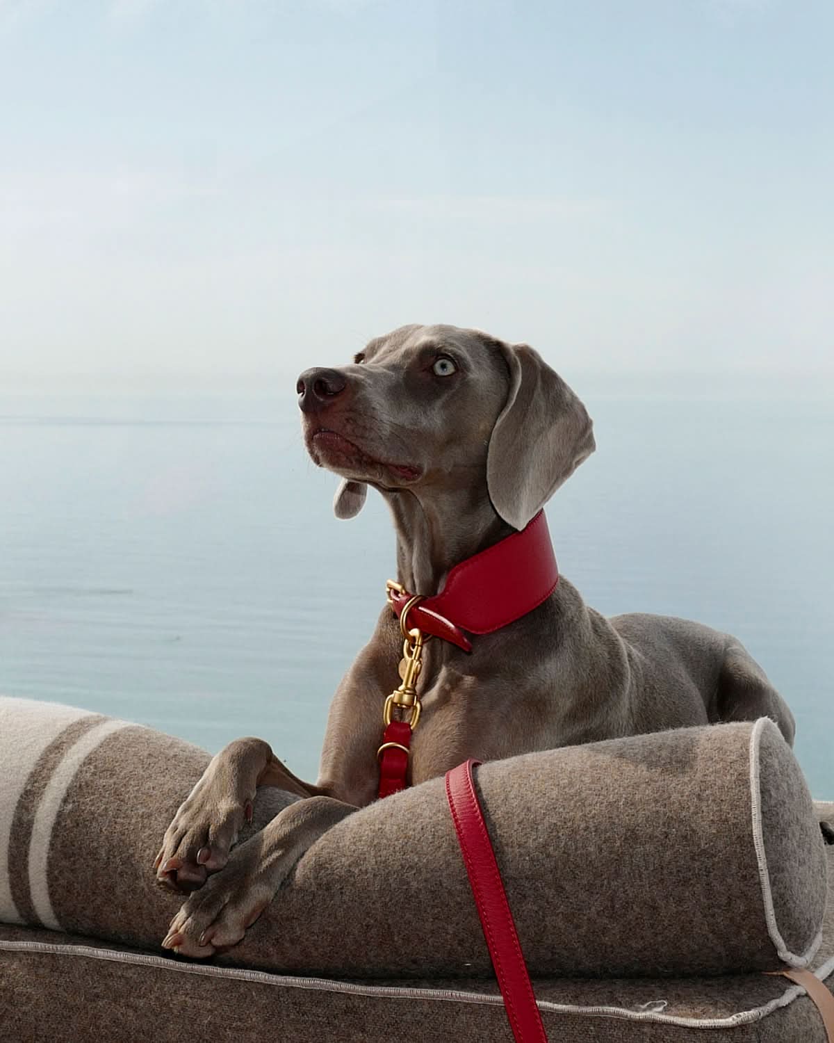 MARIO WIDE LEATHER COLLAR | קולר עור נאפה רחב לכלב