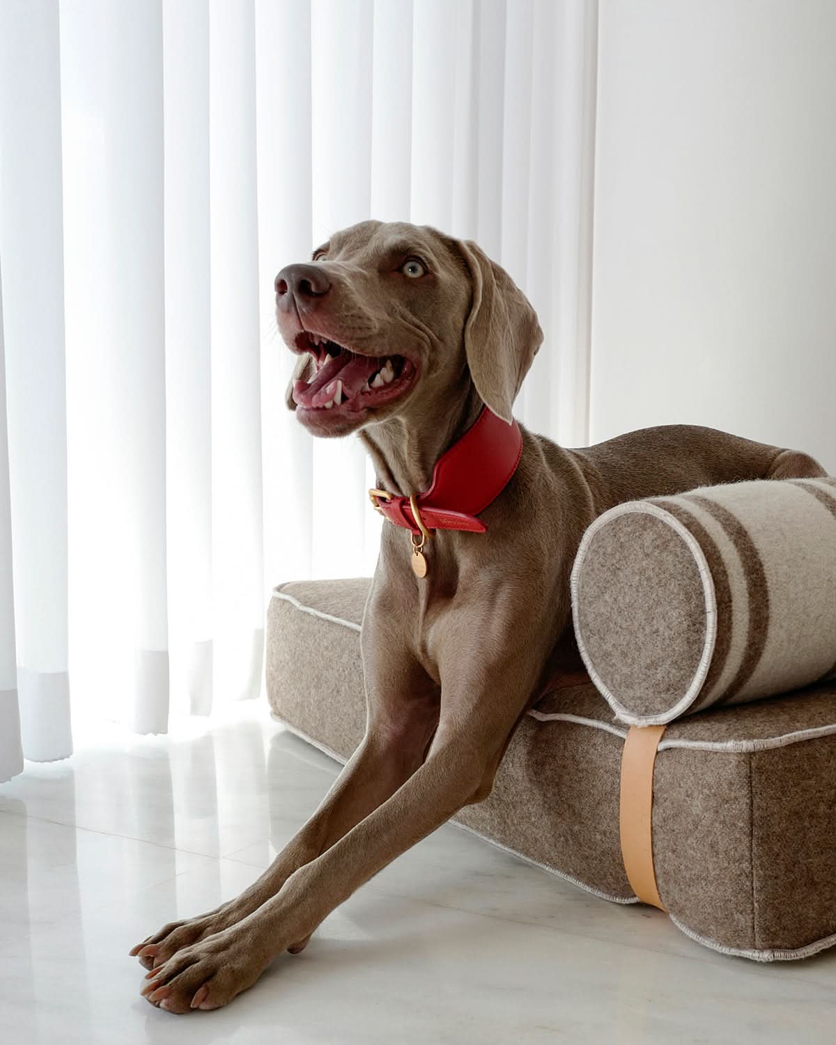 MARIO WIDE LEATHER COLLAR | קולר עור נאפה רחב לכלב