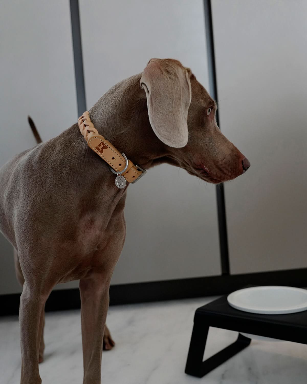 BERGAMO COWHIDE LEATHER COLLAR | קולר עור לכלב