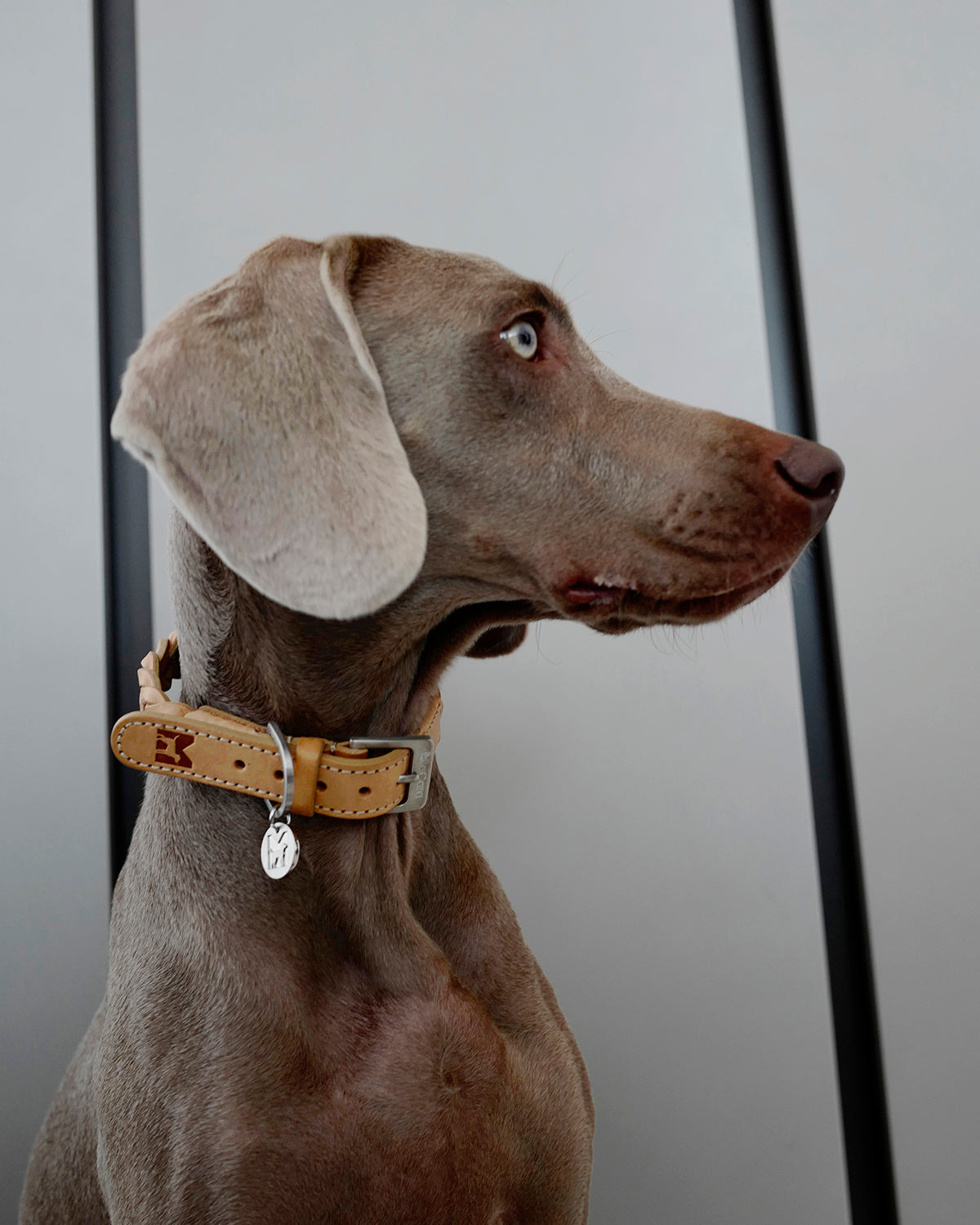 BERGAMO COWHIDE LEATHER COLLAR | קולר עור לכלב