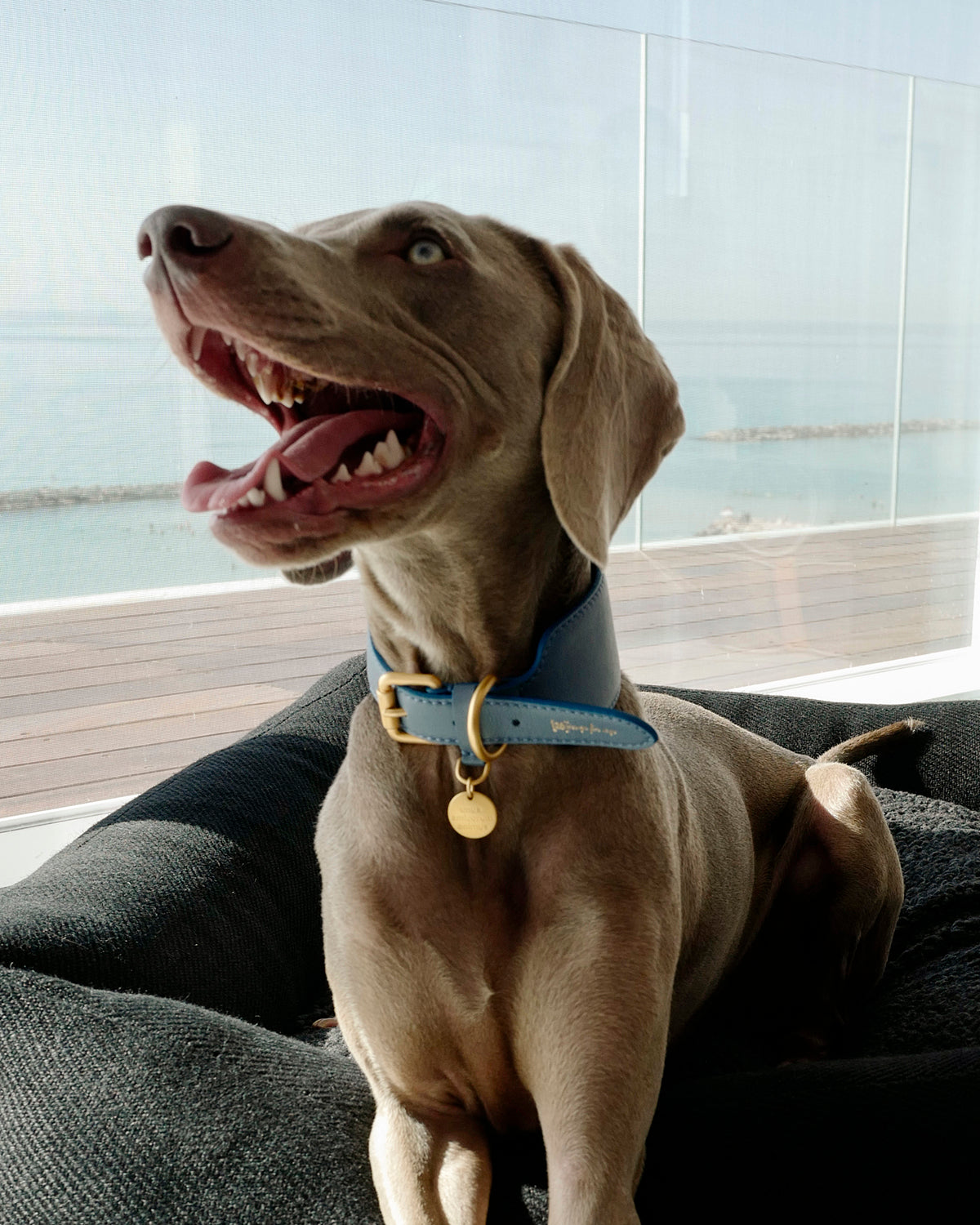 MARIO WIDE LEATHER COLLAR | קולר עור נאפה רחב לכלב