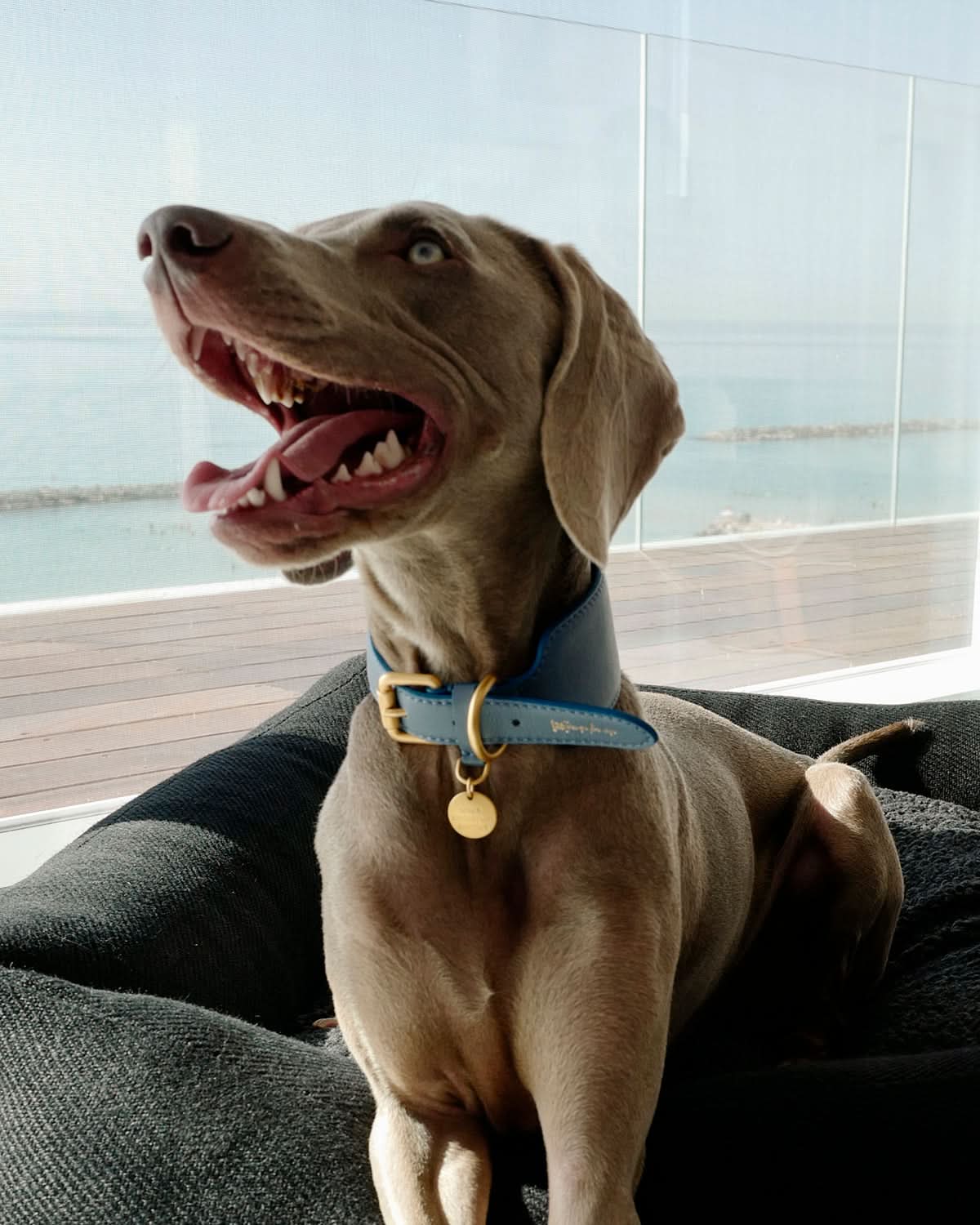 MARIO WIDE LEATHER COLLAR | קולר עור נאפה רחב לכלב