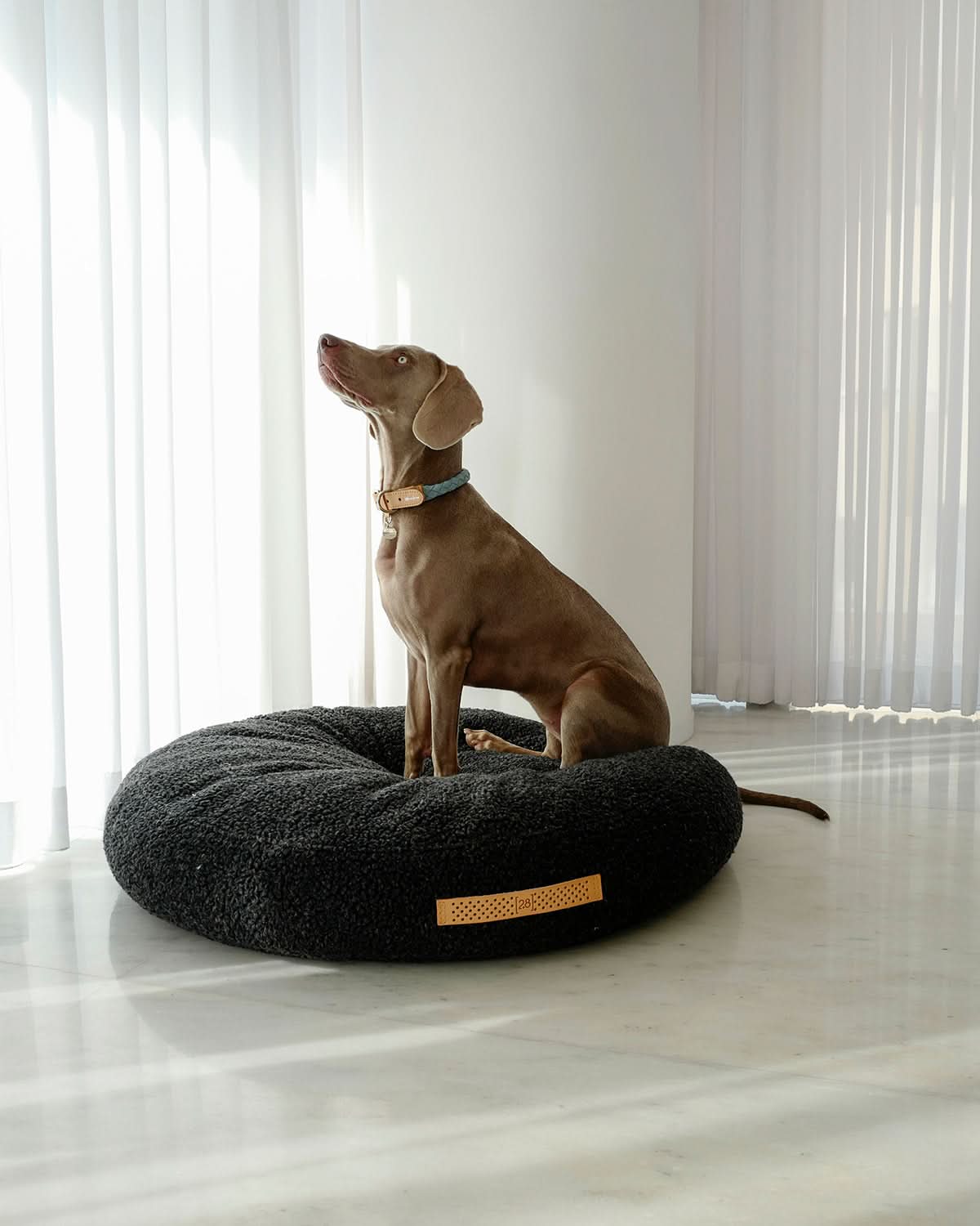 מיטת פוף לכלב