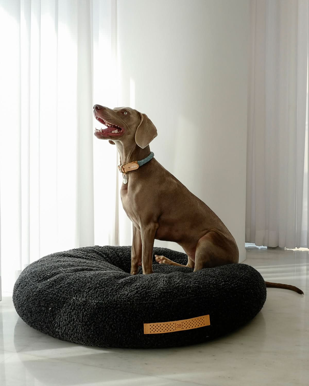 מיטת פוף לכלב