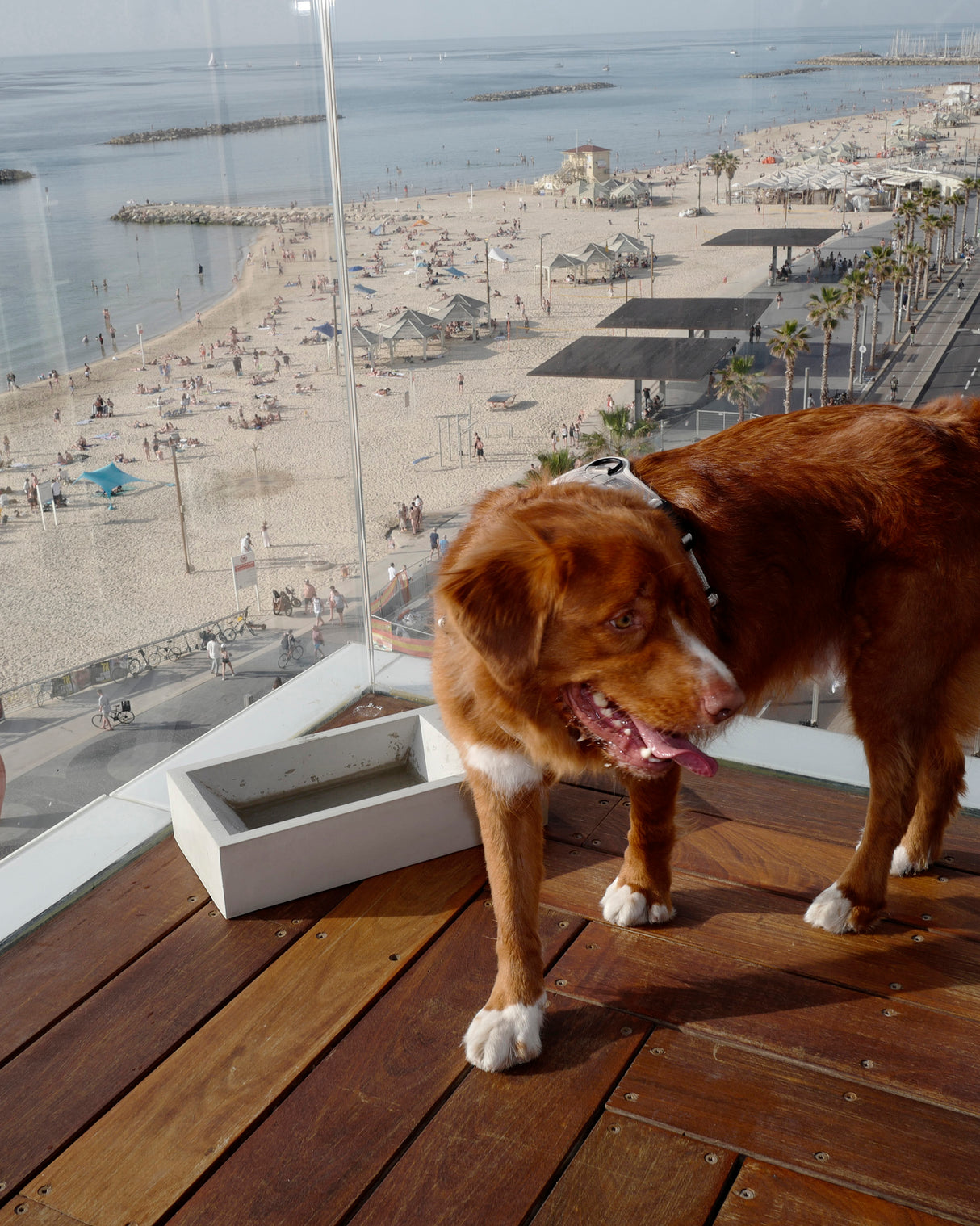 קערת מים בחוץ TROGOLO | קערת מים לחצר לכלב ולחתול
