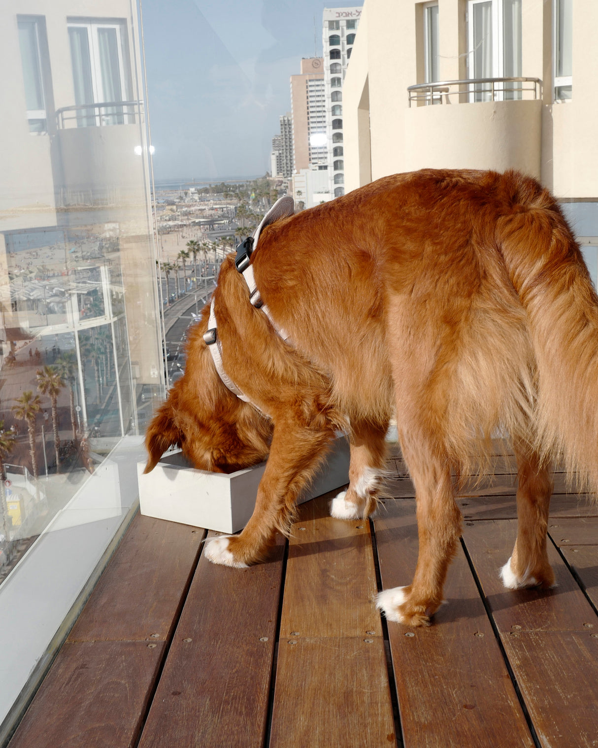 קערת מים בחוץ TROGOLO | קערת מים לחצר לכלב ולחתול