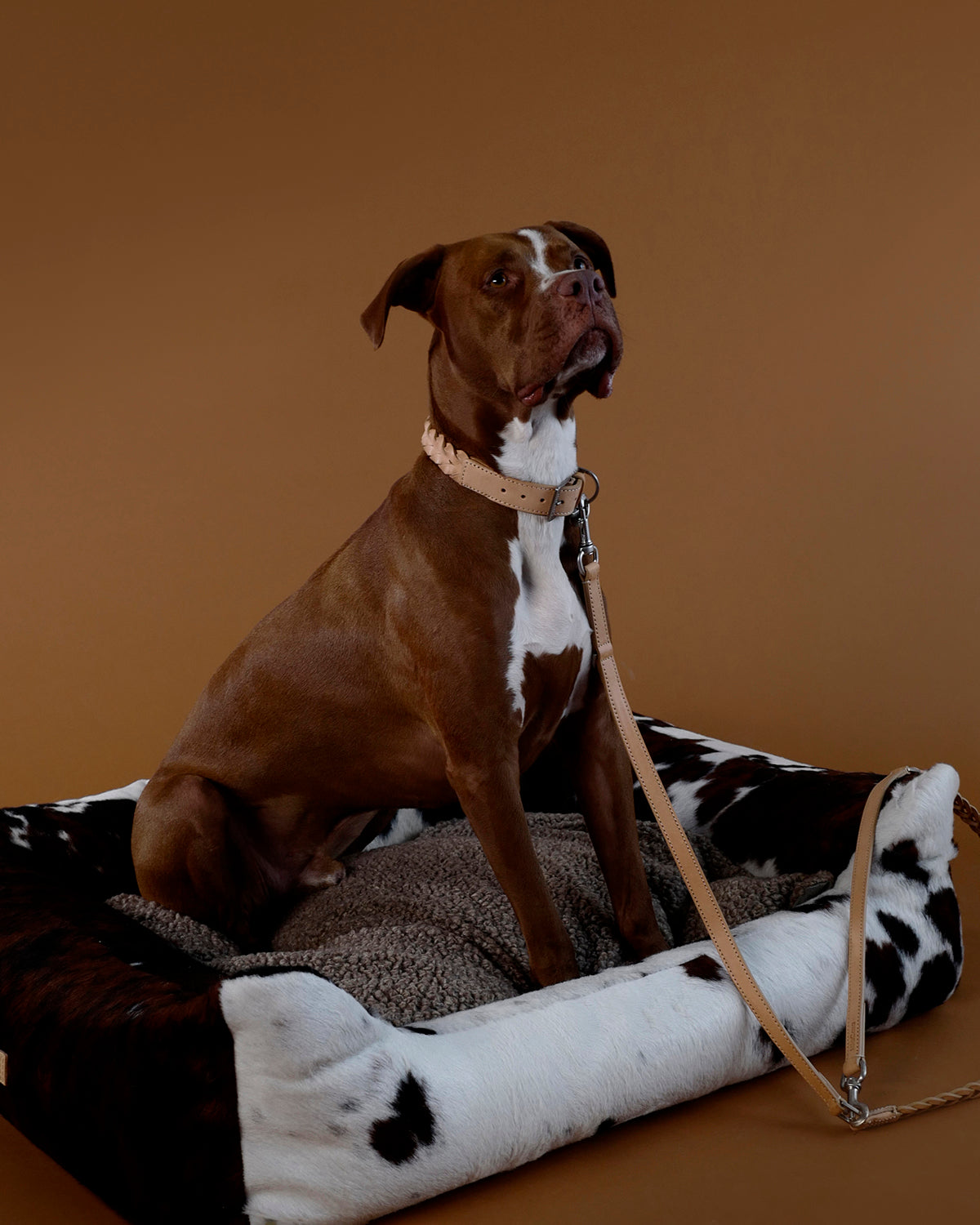 BERGAMO COWHIDE LEATHER COLLAR | קולר עור לכלב