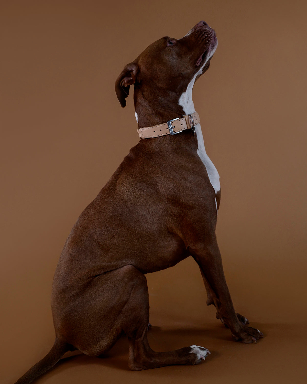 BERGAMO COWHIDE LEATHER COLLAR | קולר עור לכלב