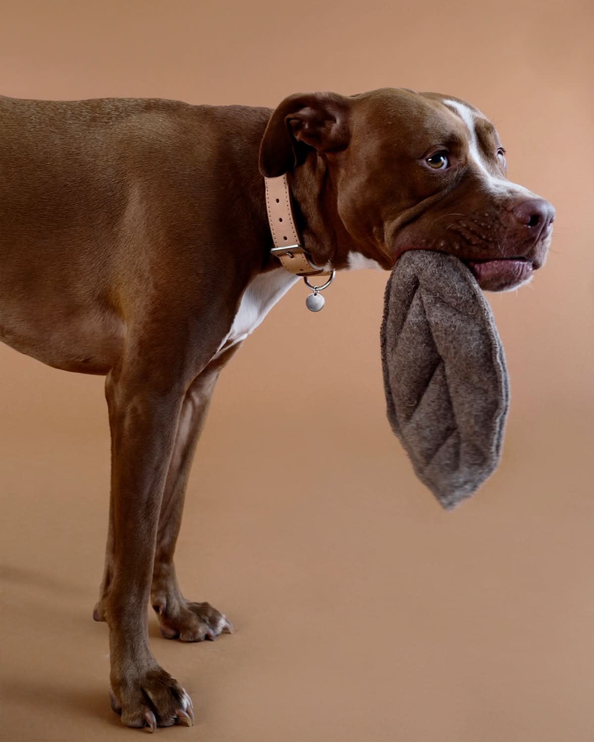 MIMMO PLUSH TOY | בובות עלי שלכת לכלב