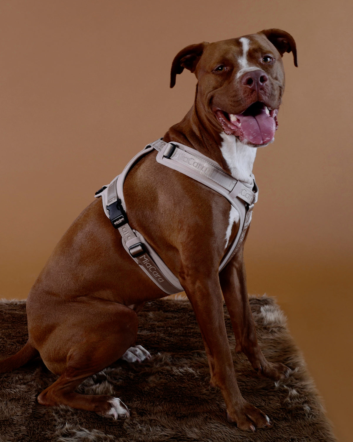 MODENA HARNESS | רתמה לכלב