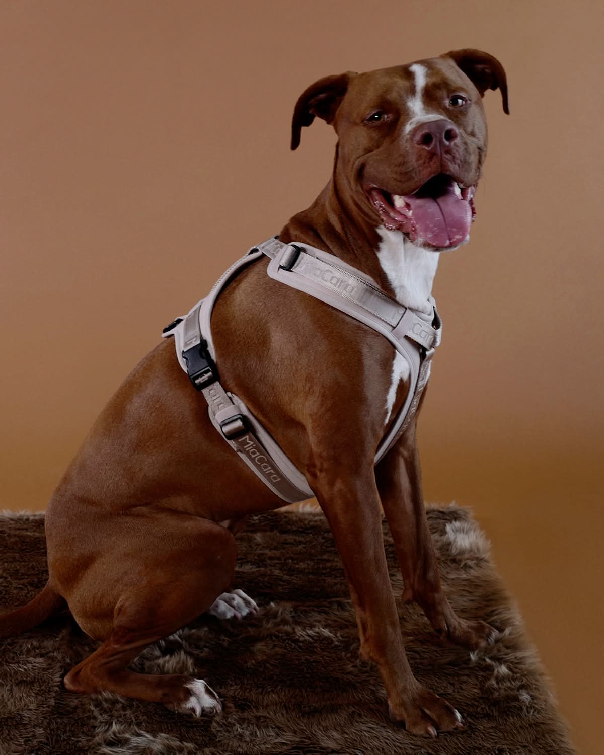 MODENA HARNESS | רתמה לכלב