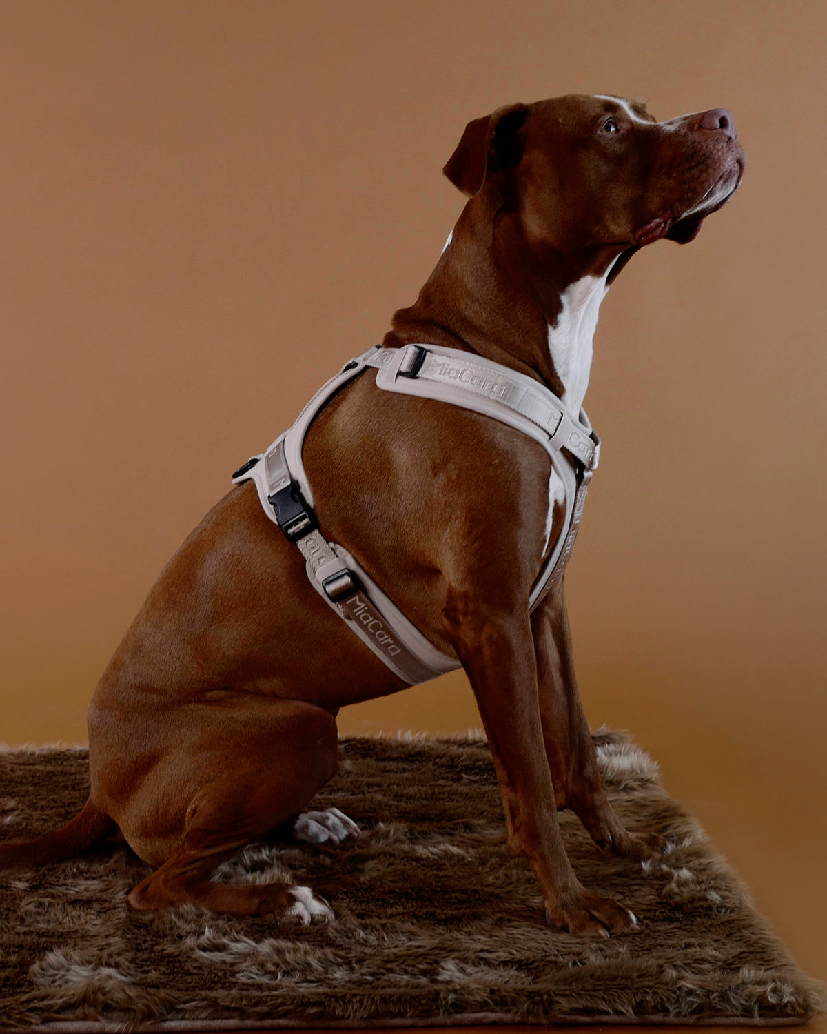 MODENA HARNESS | רתמה לכלב