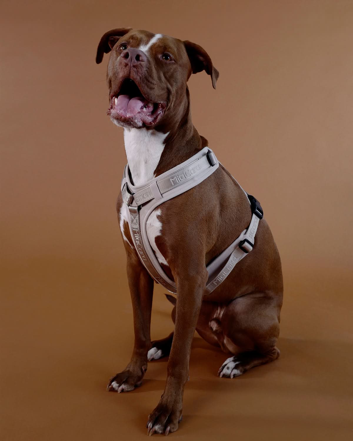 MODENA HARNESS | רתמה לכלב